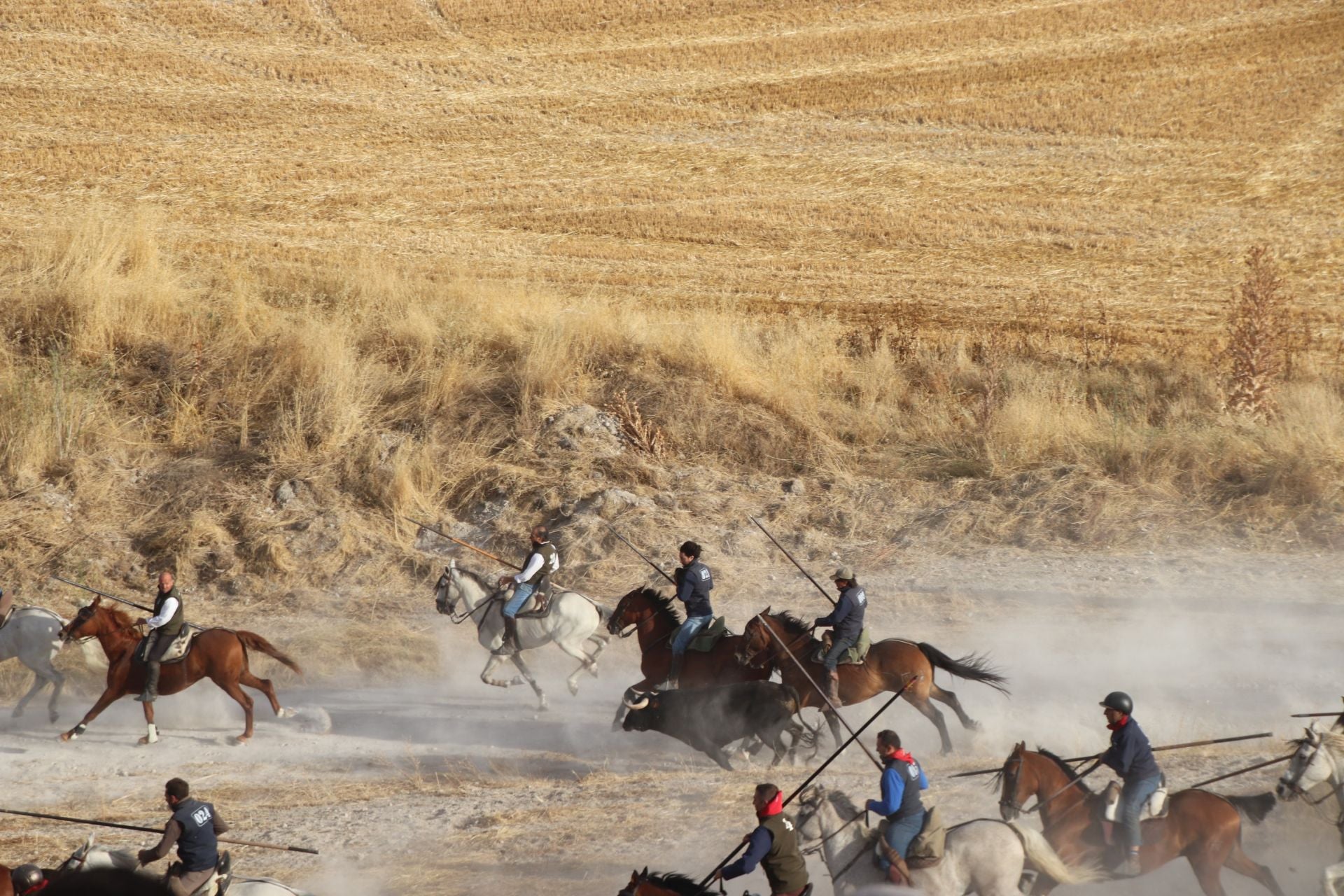 Fotos del tercer encierro de Cuéllar por el campo y el pinar