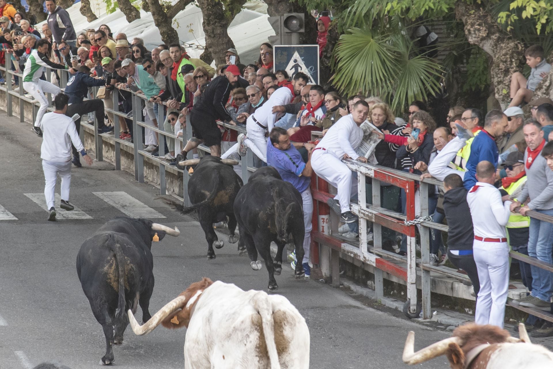 Fotos del tercer encierro de Cuéllar por las calles de la villa