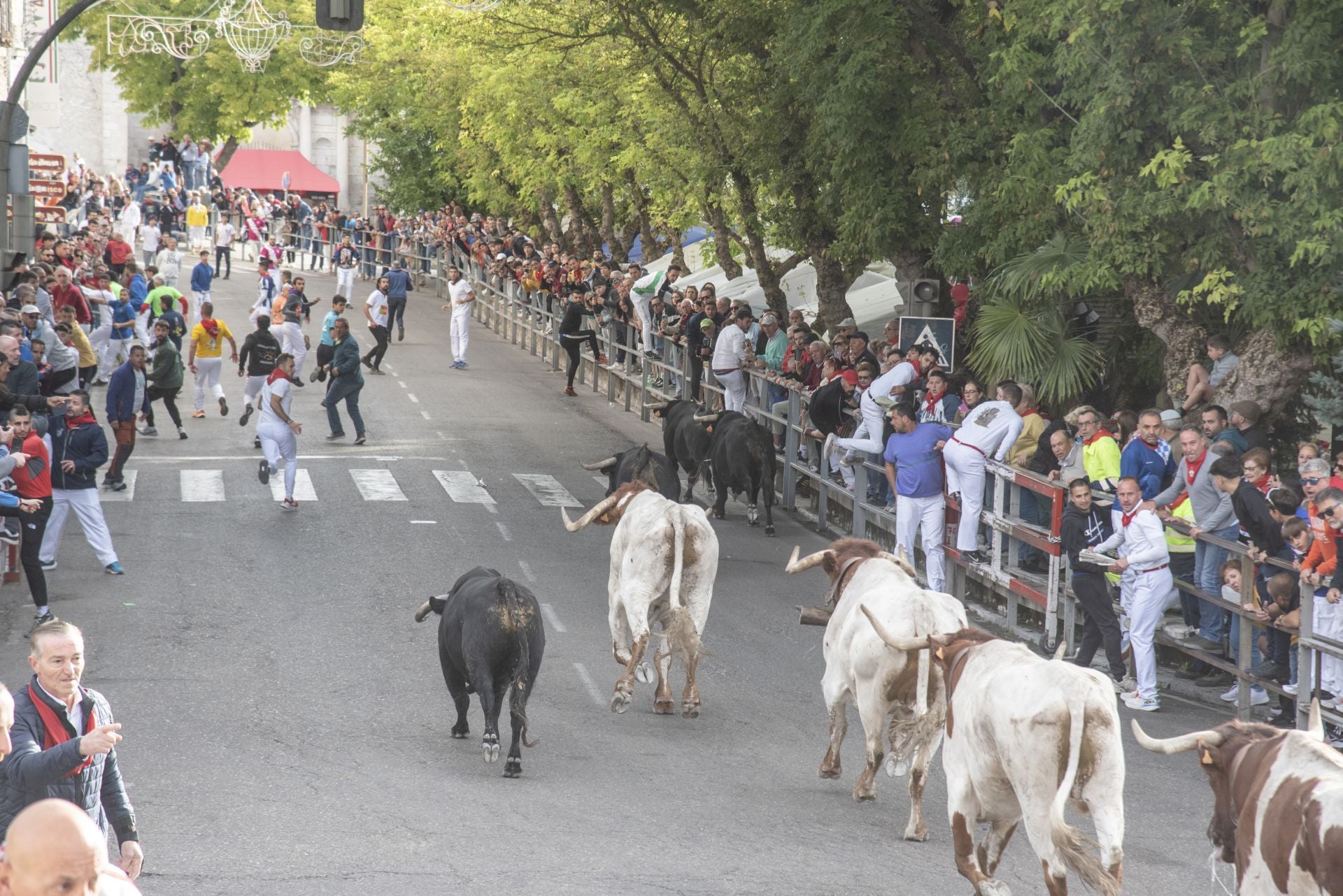 Fotos del tercer encierro de Cuéllar por las calles de la villa