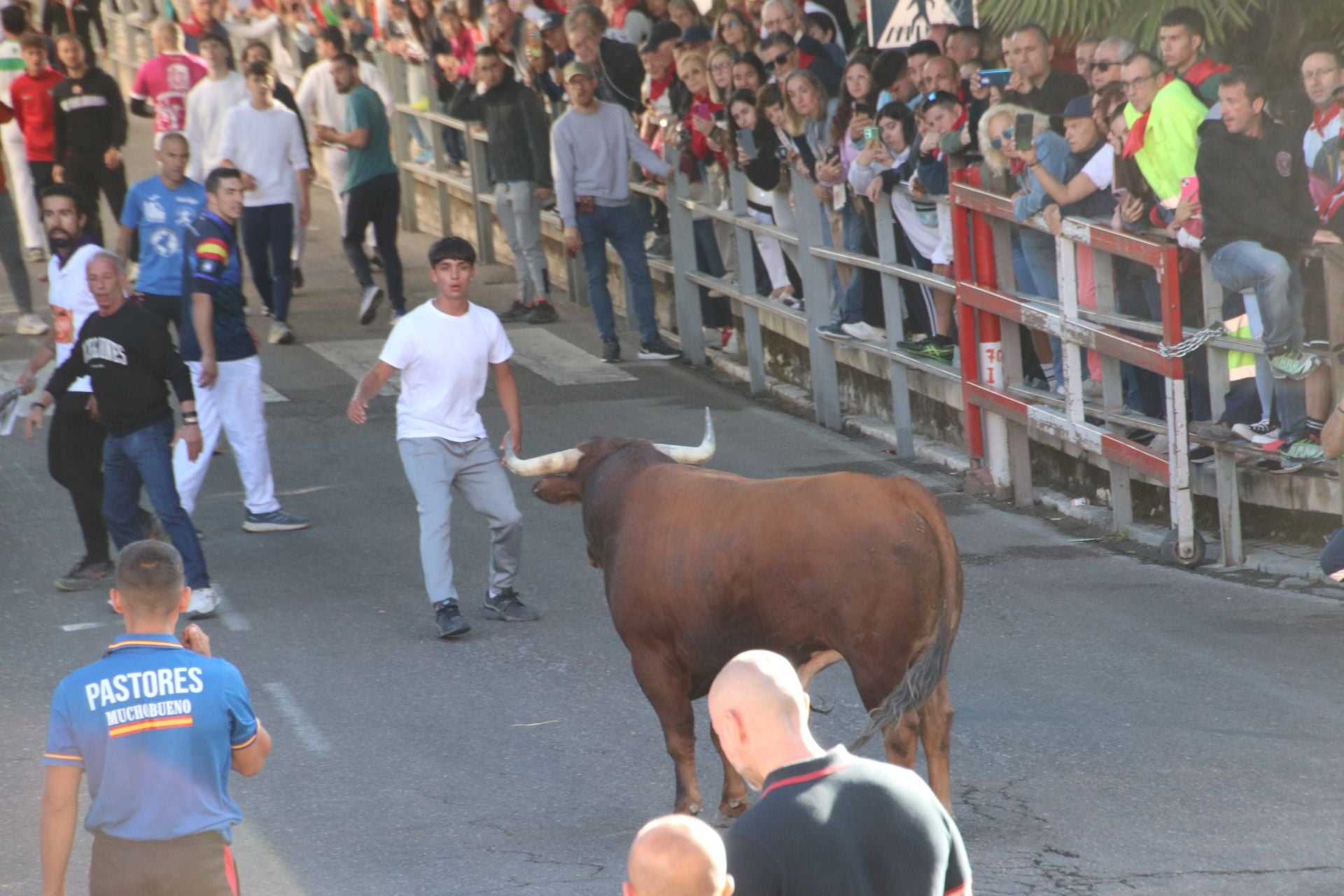 Fotos del cuarto encierro por las calles de Cuéllar