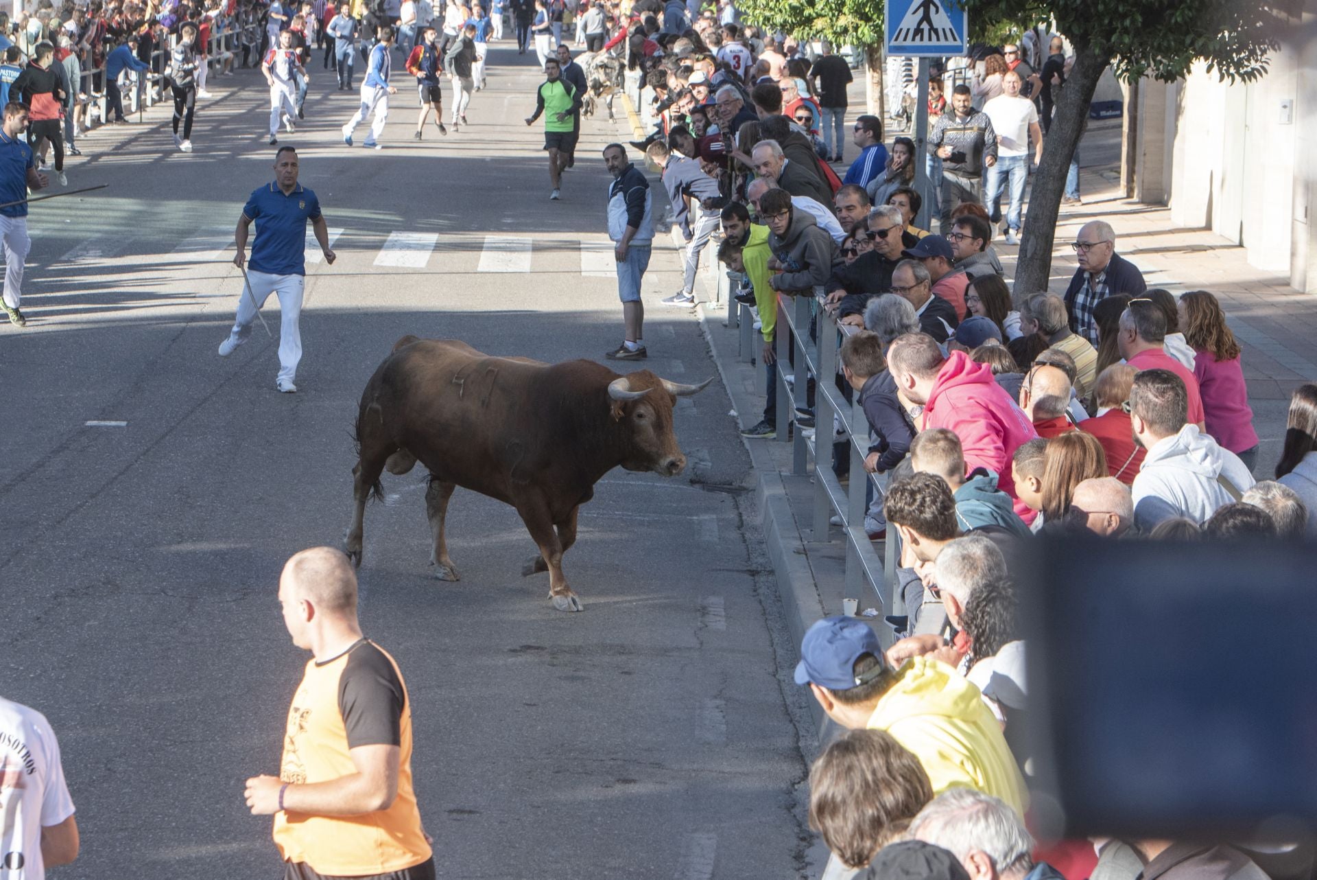 Fotos del cuarto encierro por las calles de Cuéllar