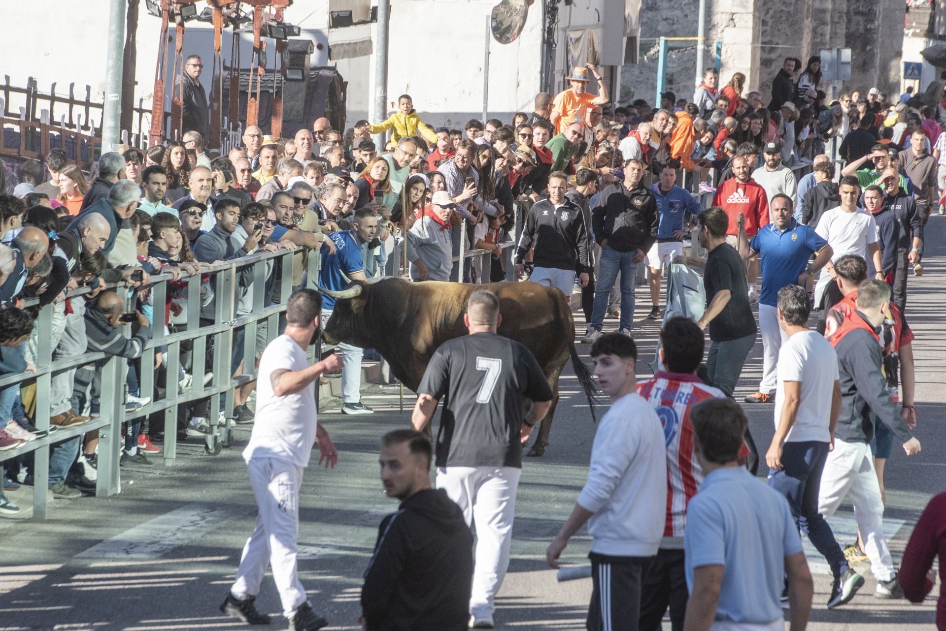 Fotos del cuarto encierro por las calles de Cuéllar