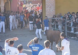 Cuarto encierro de Cuéllar, con novillos de Montes de Oca.