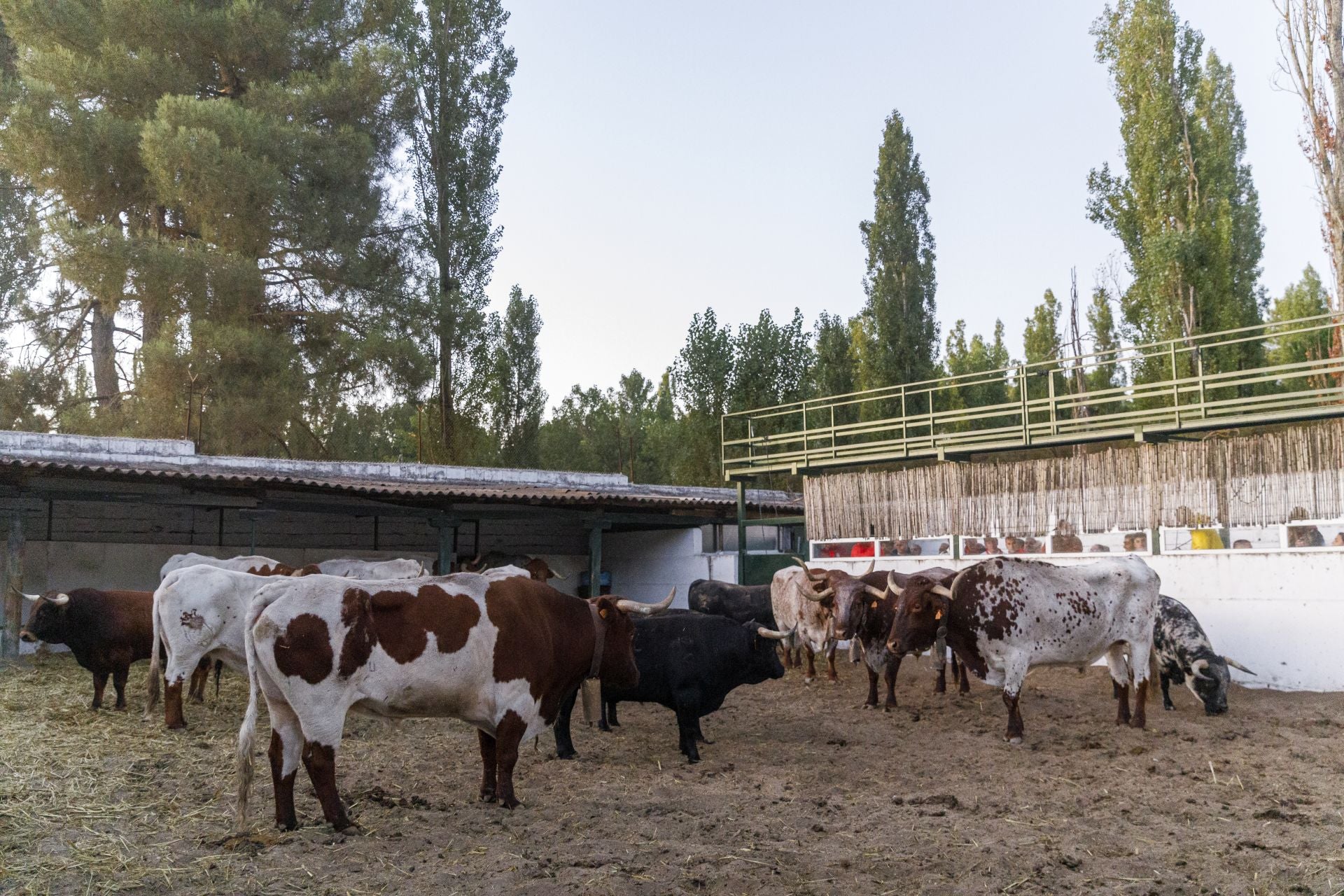 Fotos del cuarto encierro de Cuéllar por el campo