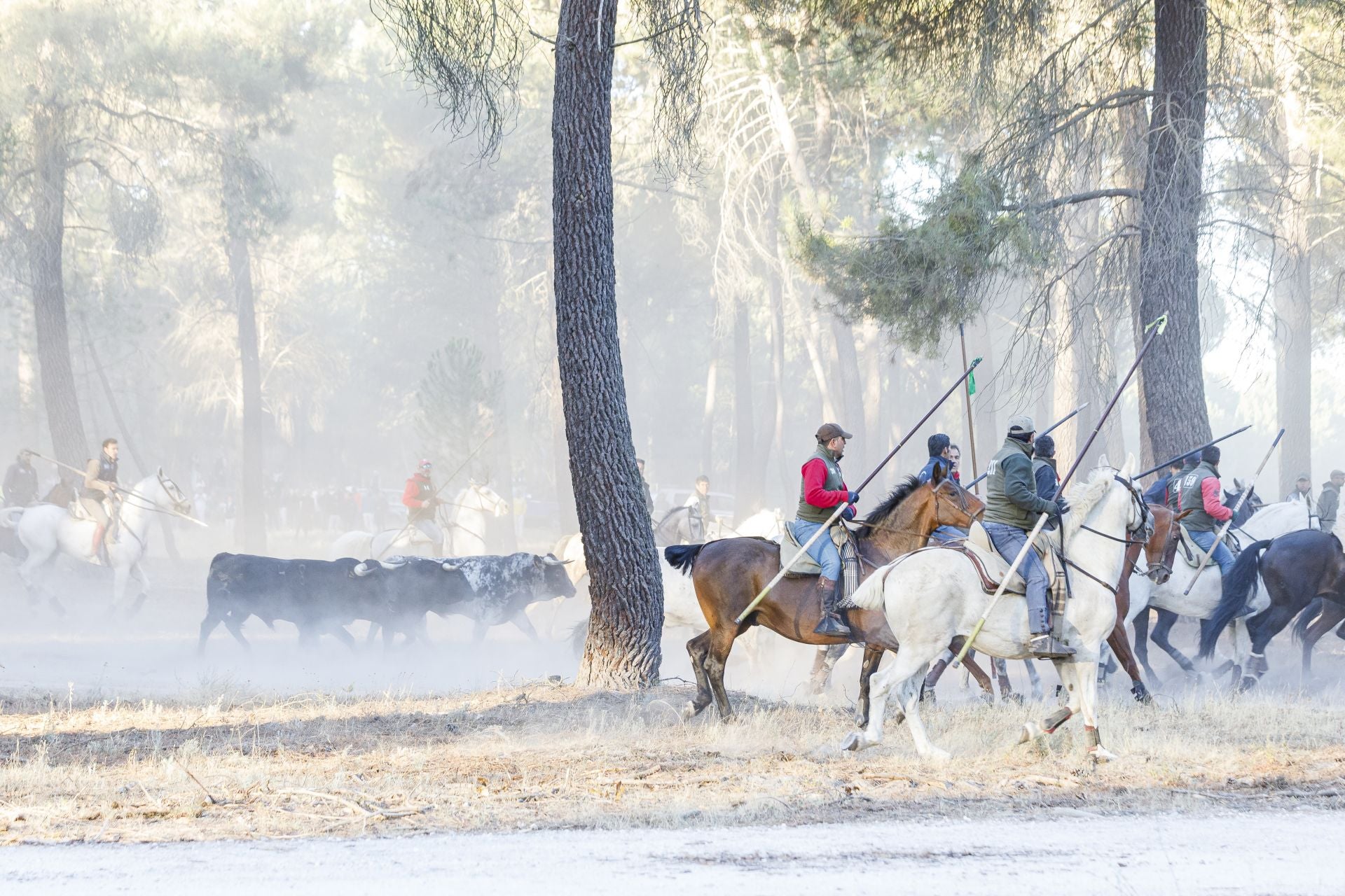 Fotos del cuarto encierro de Cuéllar por el campo