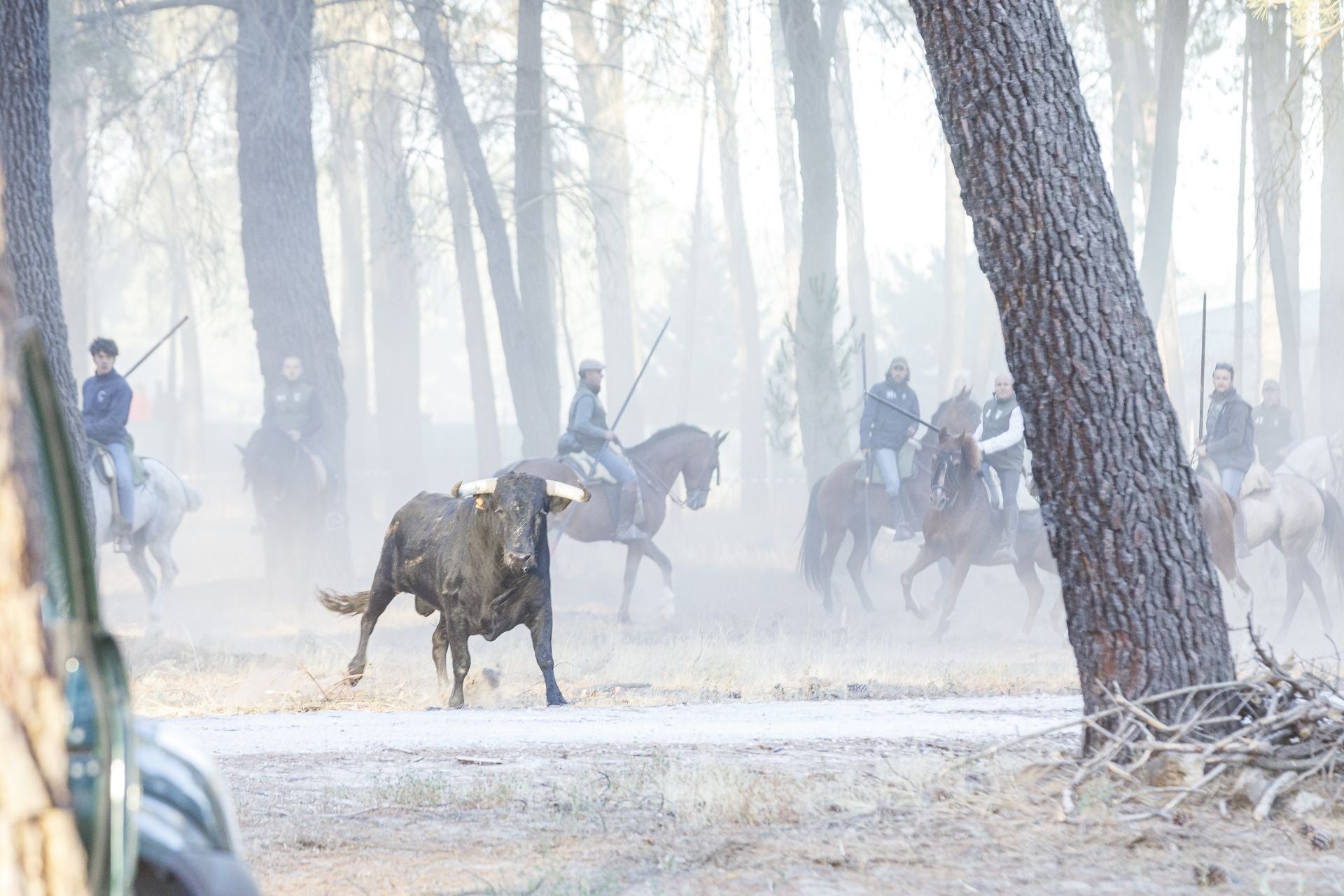 Fotos del cuarto encierro de Cuéllar por el campo