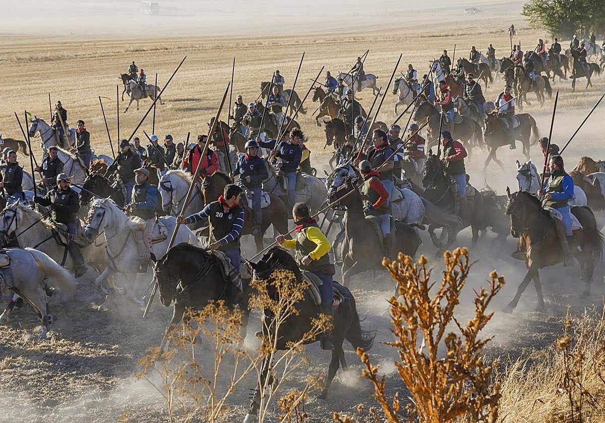 Cuarto encierro de Cuéllar por el campo.