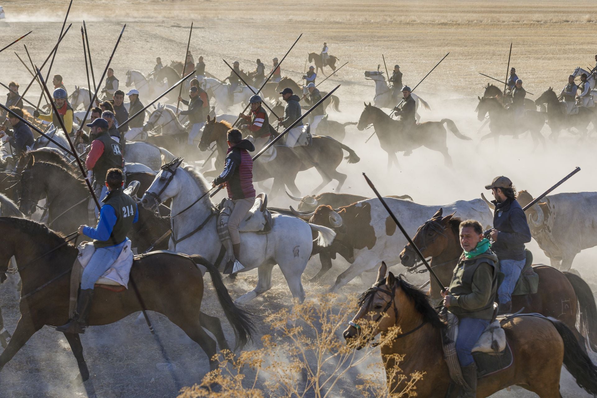 Fotos del cuarto encierro de Cuéllar por el campo