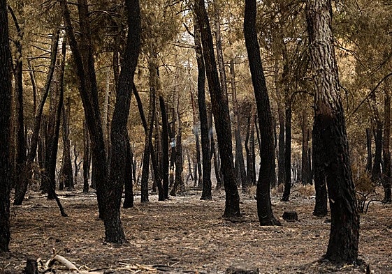Temen las reacciones de la fauna silvestre contra el ganado y los cultivos tras los incendios