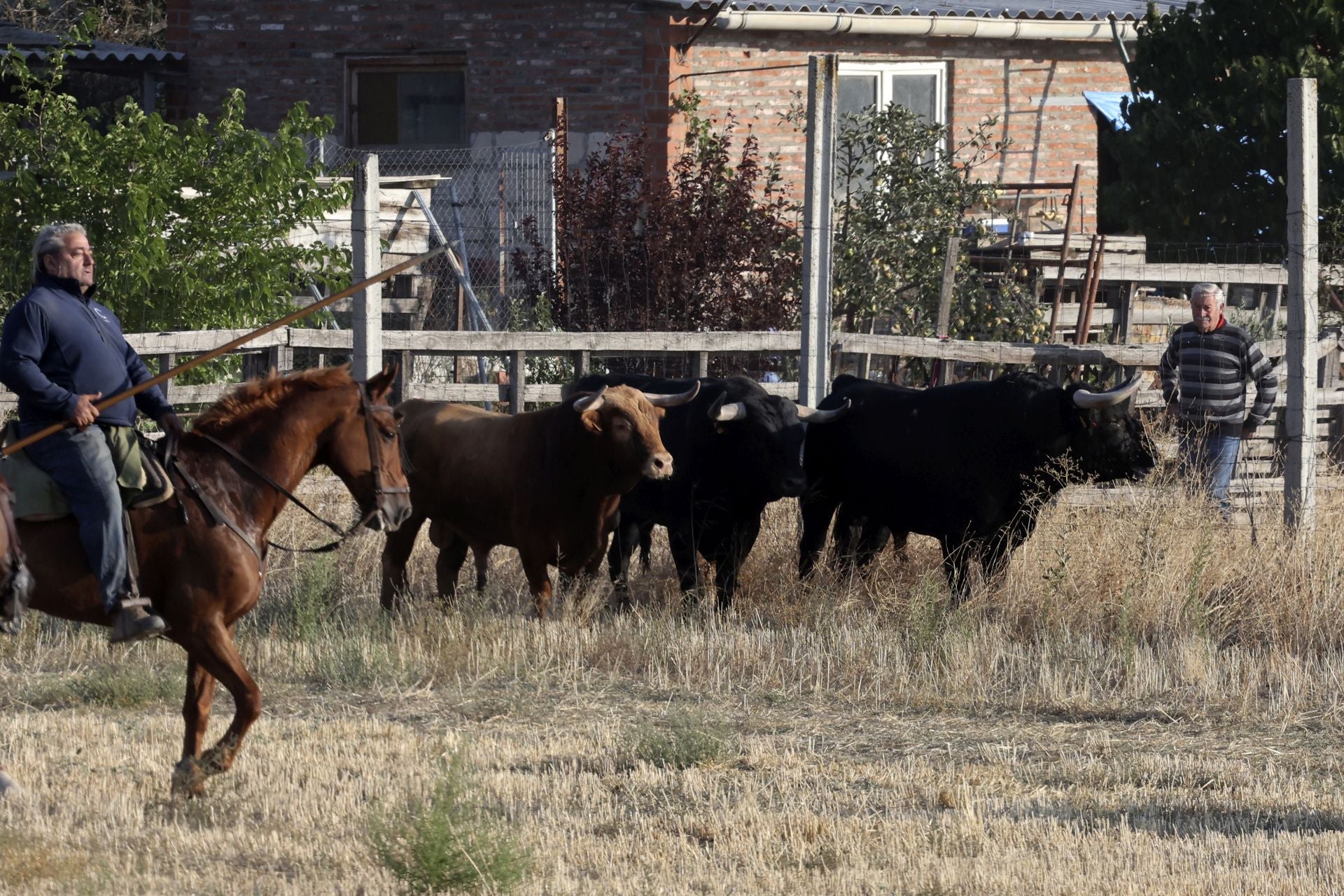 El encierro de Medina del Campo, en imágenes
