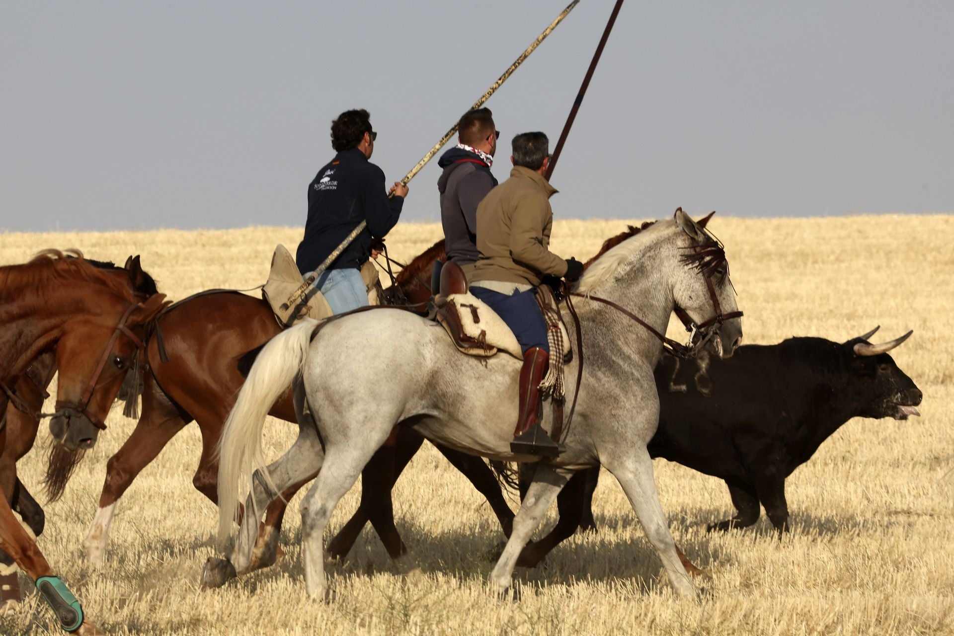 El encierro de Medina del Campo, en imágenes