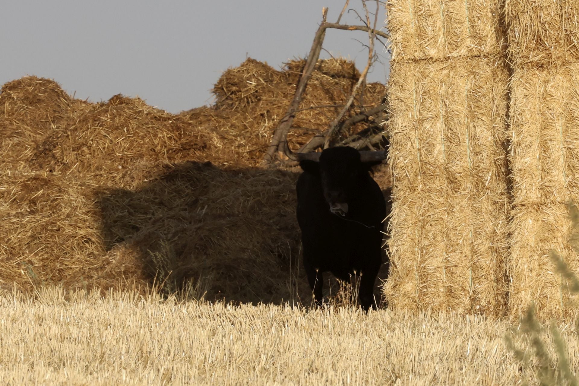 El encierro de Medina del Campo, en imágenes