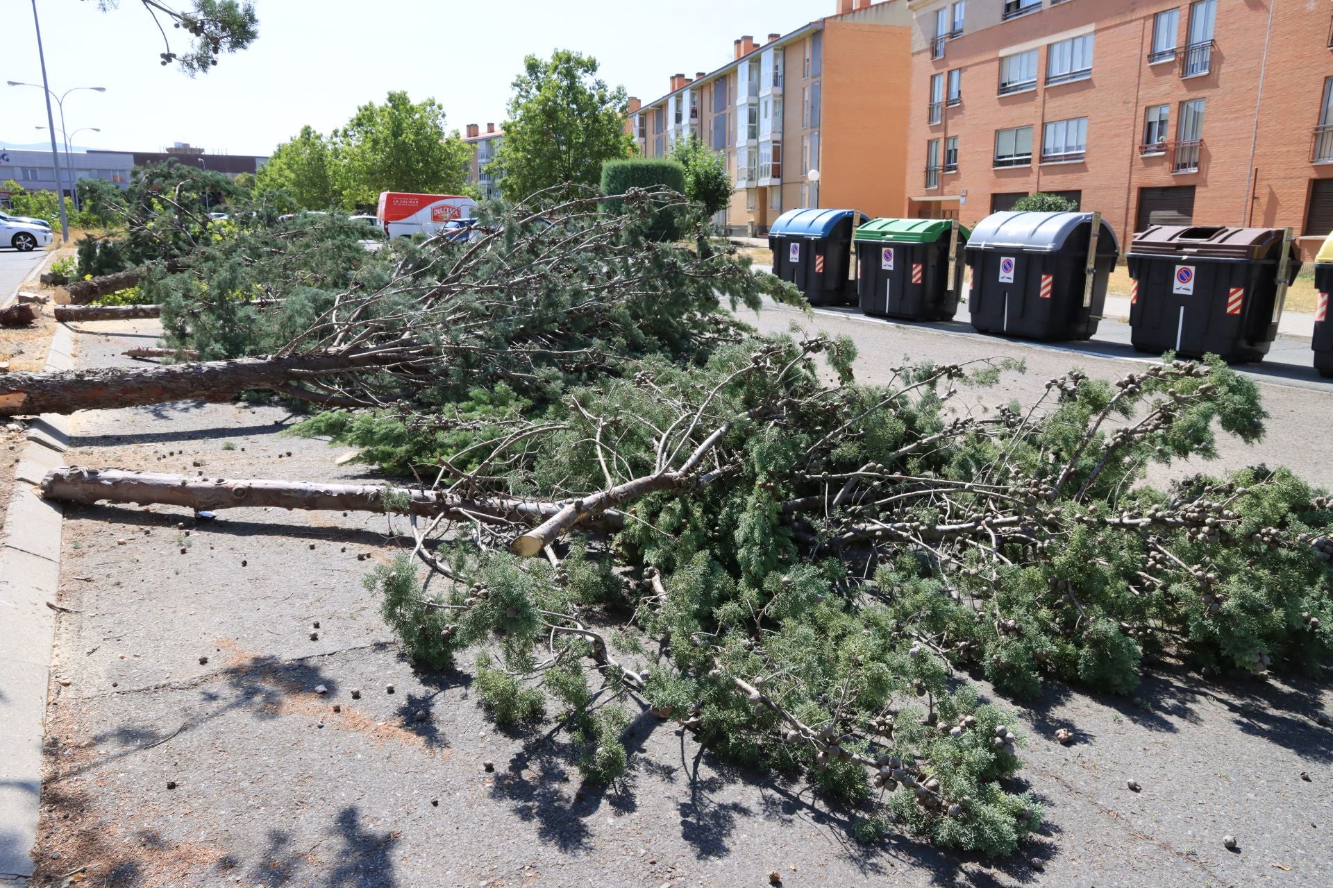 Árboles talados ayer en la plaza Bécquer del barrio de Nueva Segovia.
