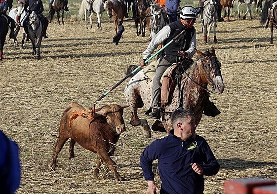 Momento en el que el astado de Torrestrella cornea a uno de los caballos.