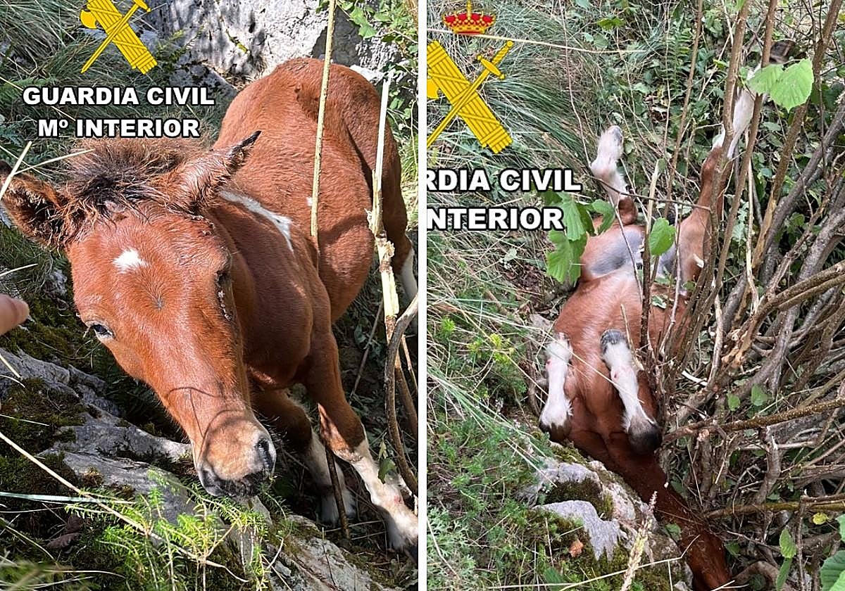 Rescatan a un potro tras caer desde ocho metros de altura y quedar atrapado en Burgos