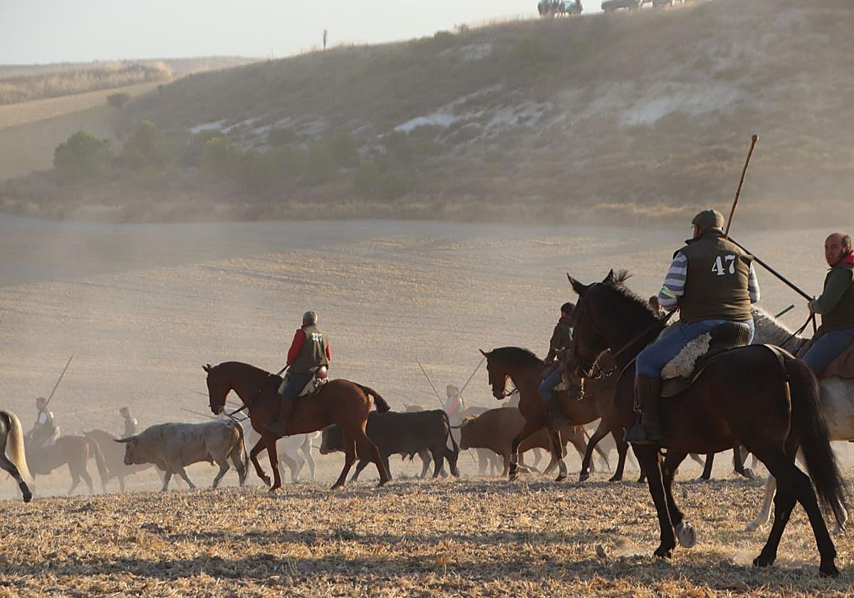 Fotografías del quinto encierro de Cuéllar en el campo