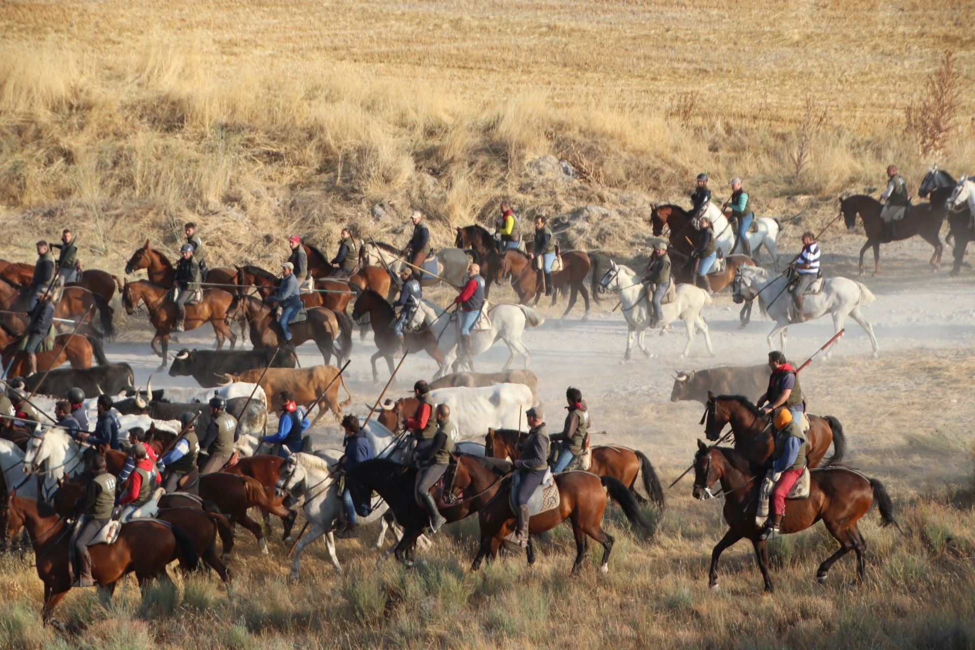 Fotografías del quinto encierro de Cuéllar en el campo