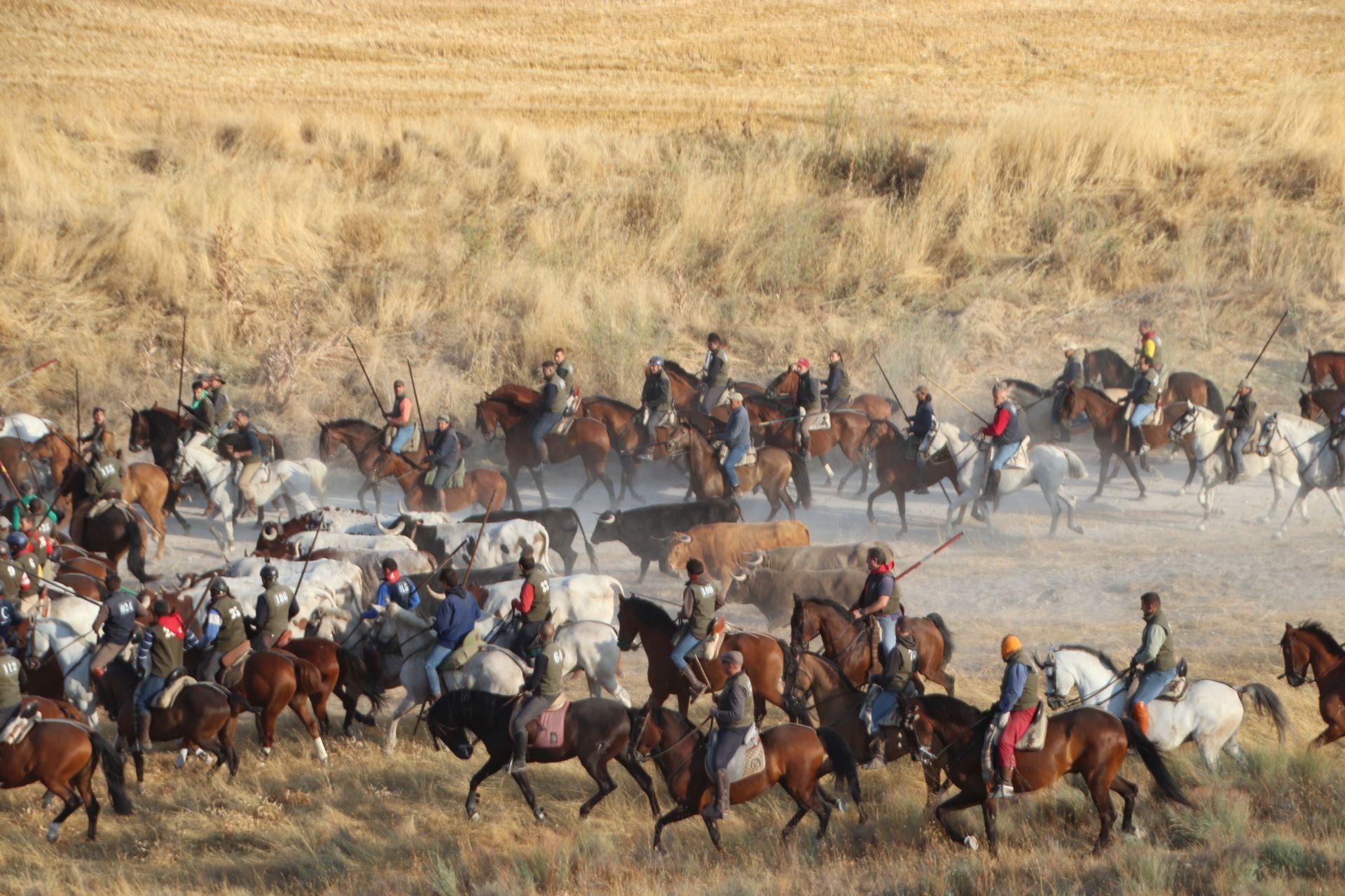 Fotografías del quinto encierro de Cuéllar en el campo