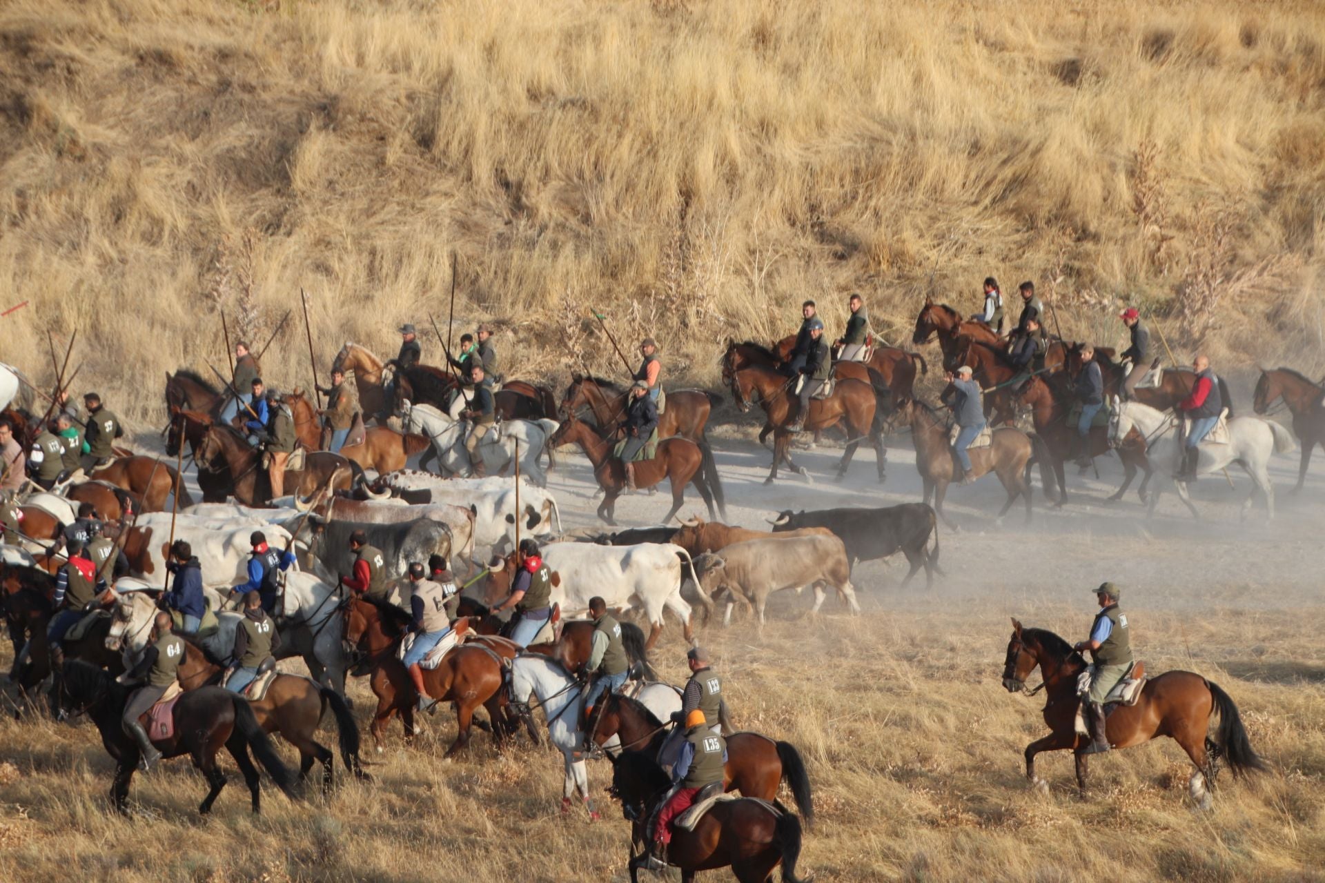 Fotografías del quinto encierro de Cuéllar en el campo