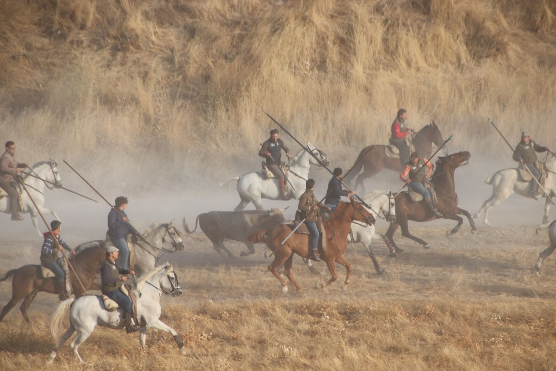 Fotografías del quinto encierro de Cuéllar en el campo