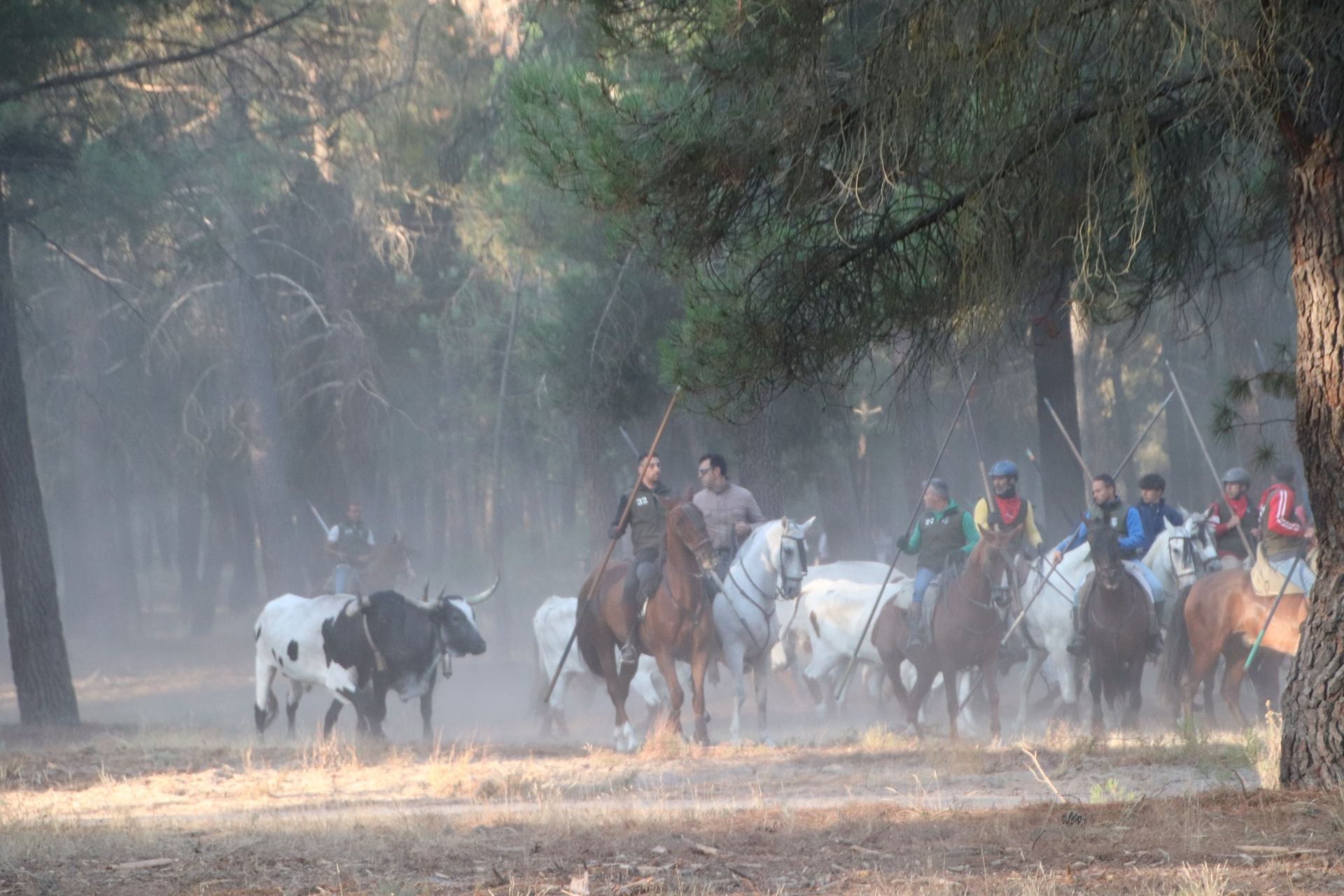 Fotografías del quinto encierro de Cuéllar en el campo