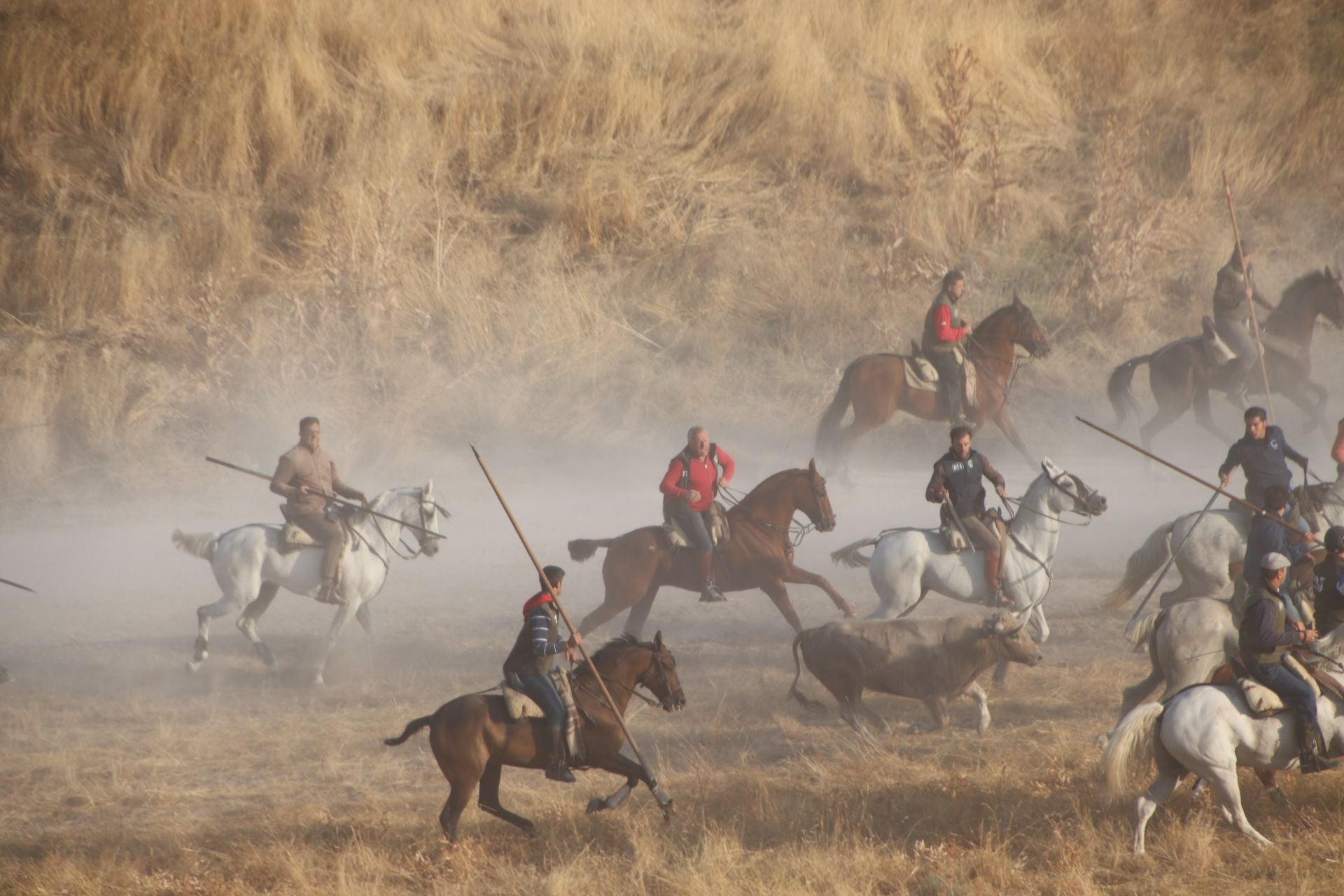 Fotografías del quinto encierro de Cuéllar en el campo