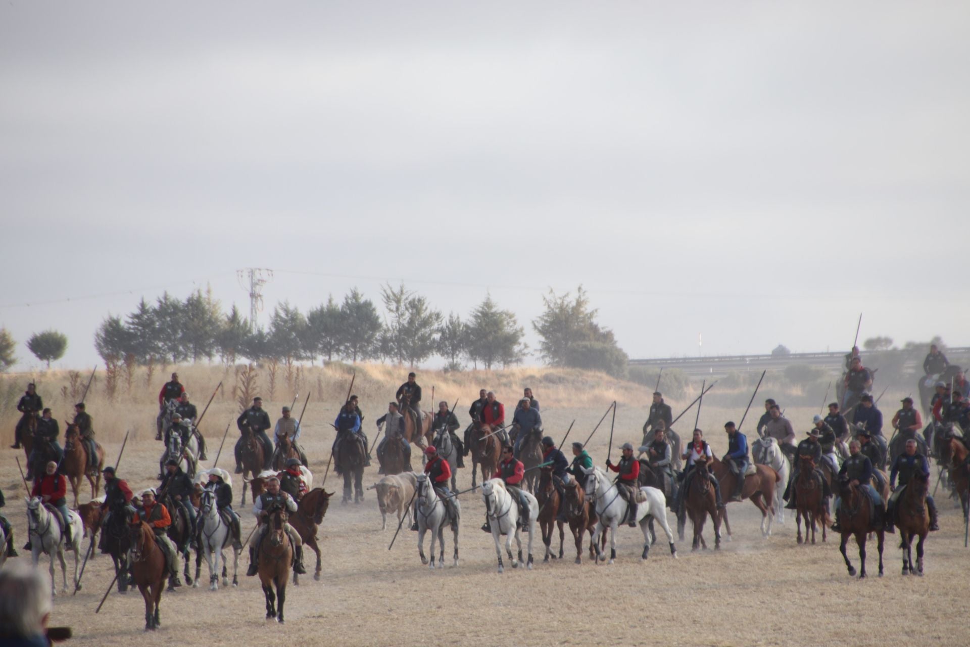 Fotografías del quinto encierro de Cuéllar en el campo