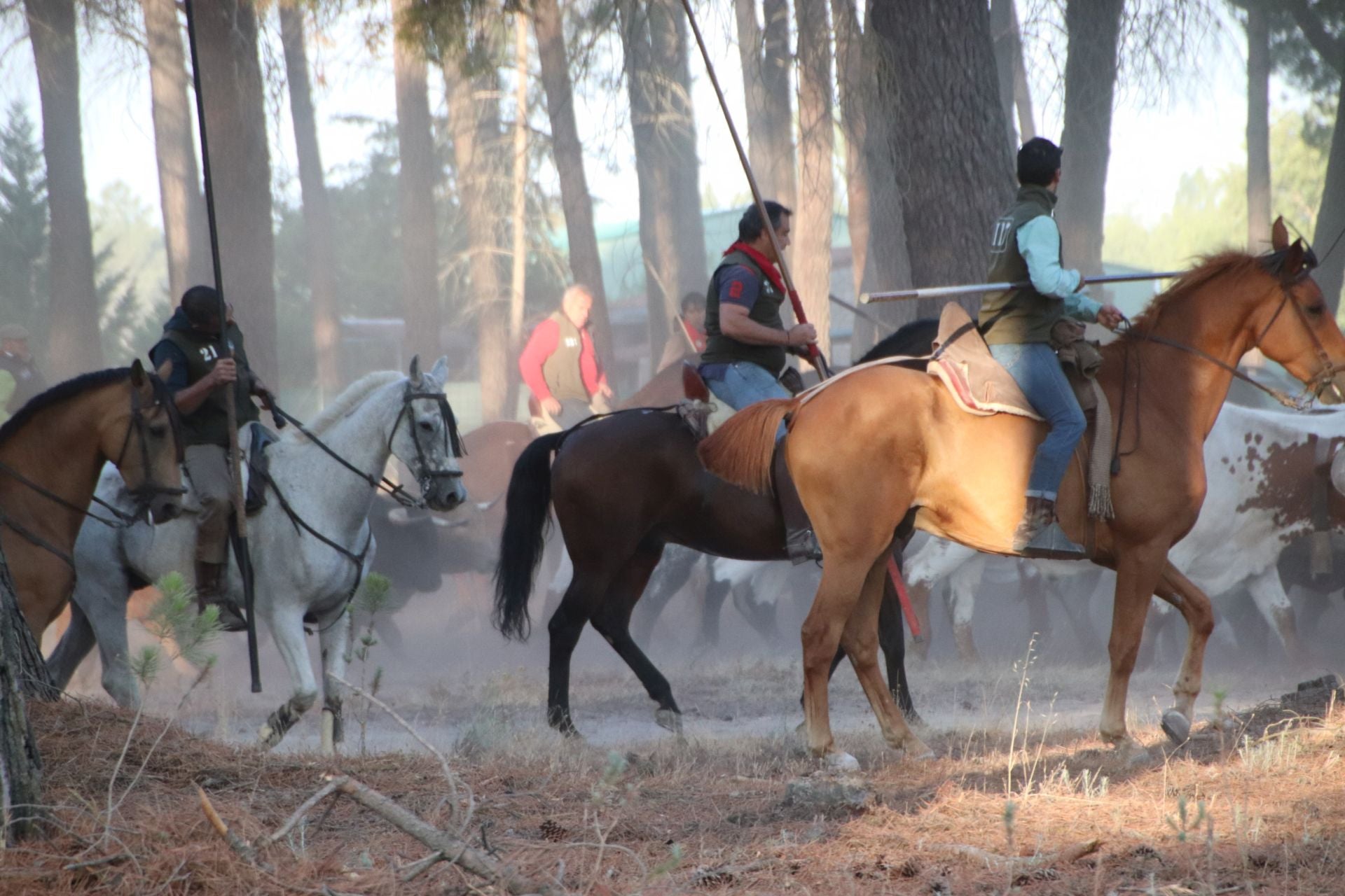 Fotografías del quinto encierro de Cuéllar en el campo