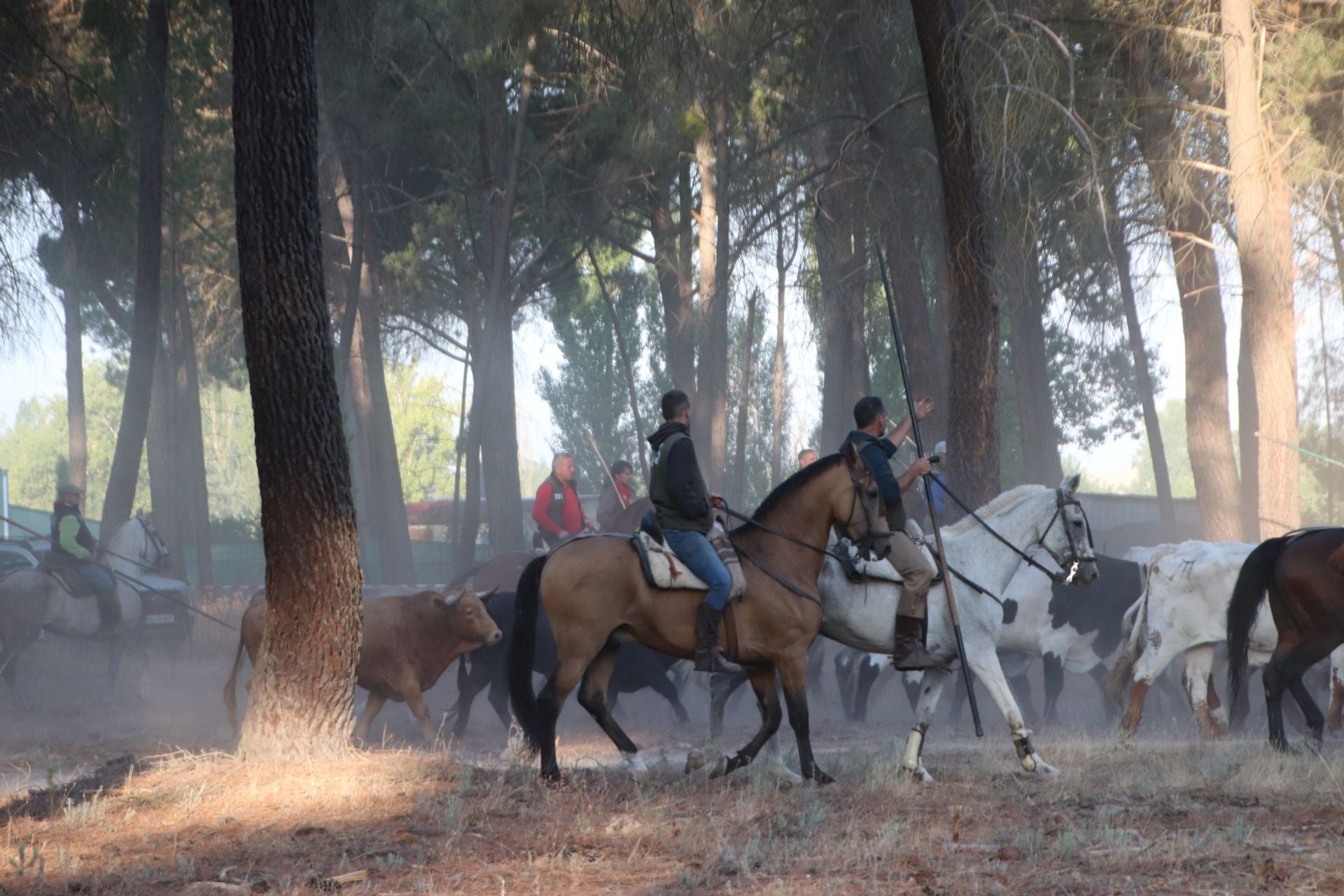 Fotografías del quinto encierro de Cuéllar en el campo