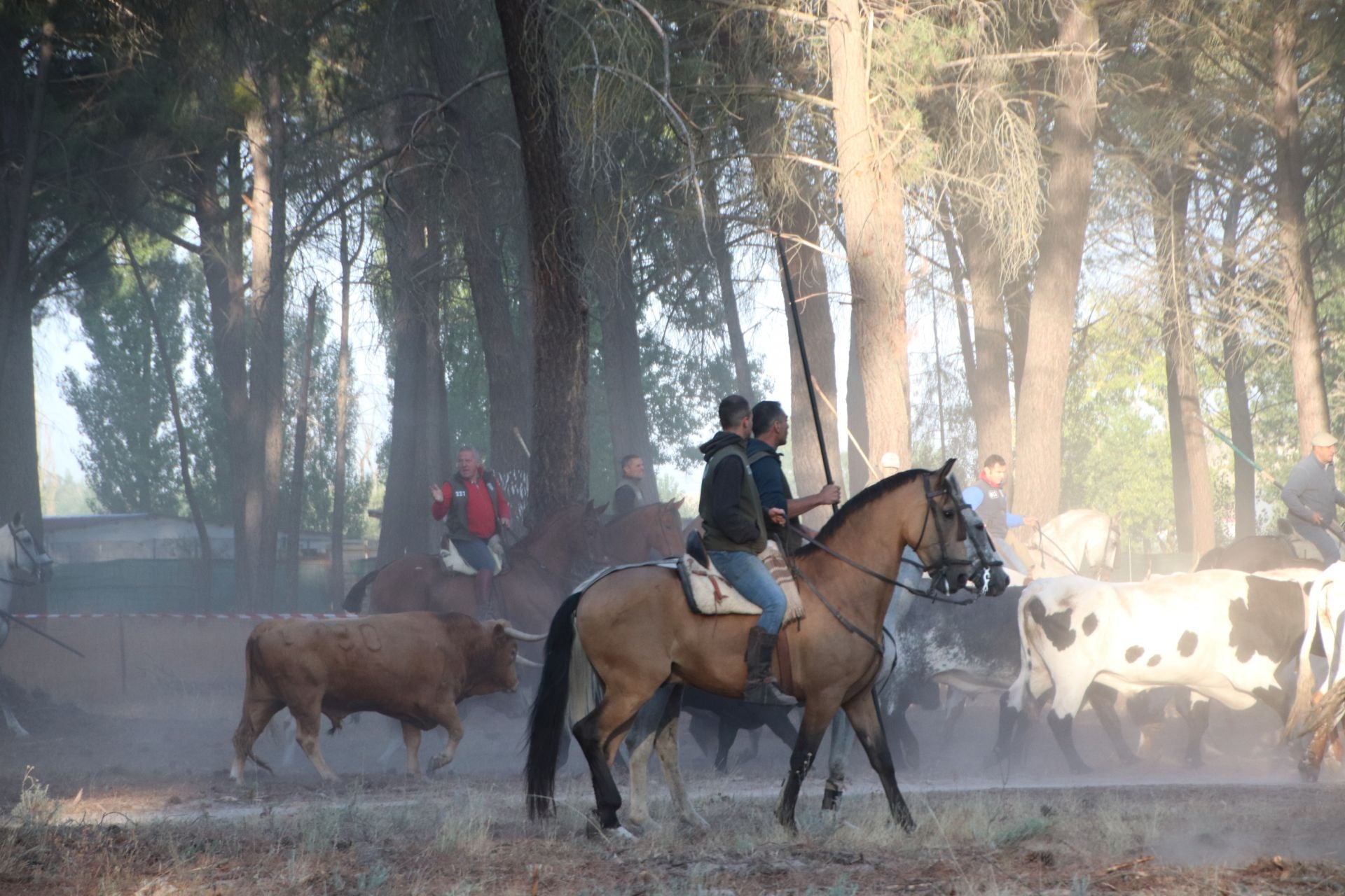 Fotografías del quinto encierro de Cuéllar en el campo