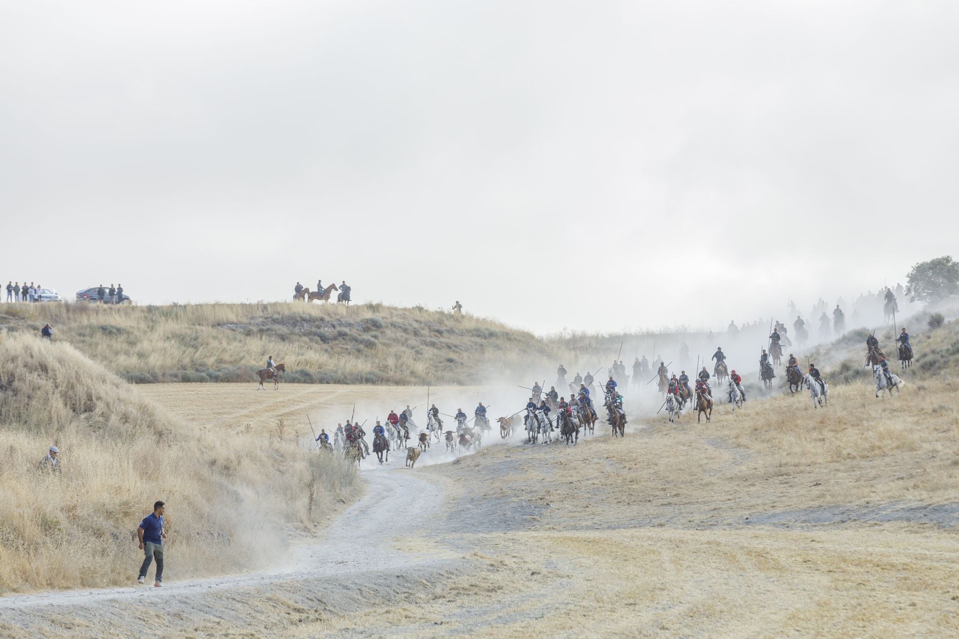 Fotografías del quinto encierro de Cuéllar en el campo