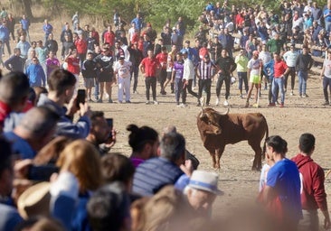 La pasión por el toro se vive con devoción en Tordesillas