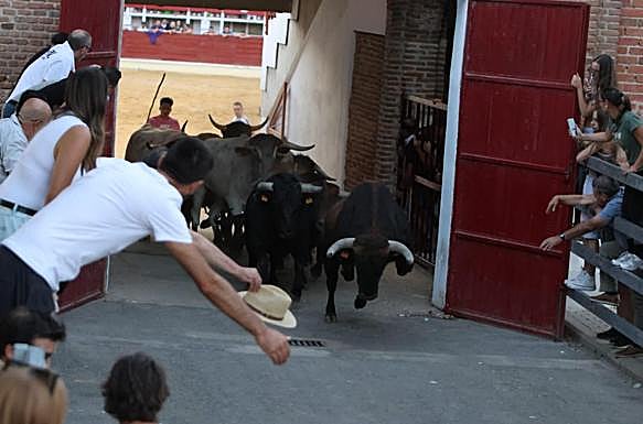 Salida de toros y bueyes desde el coso a las calles.