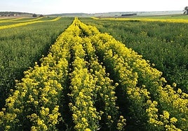 Vista de uno de los campos de producción de Semillas LG, la marca de colza más sembrada en Europa por 5º año consecutivo.