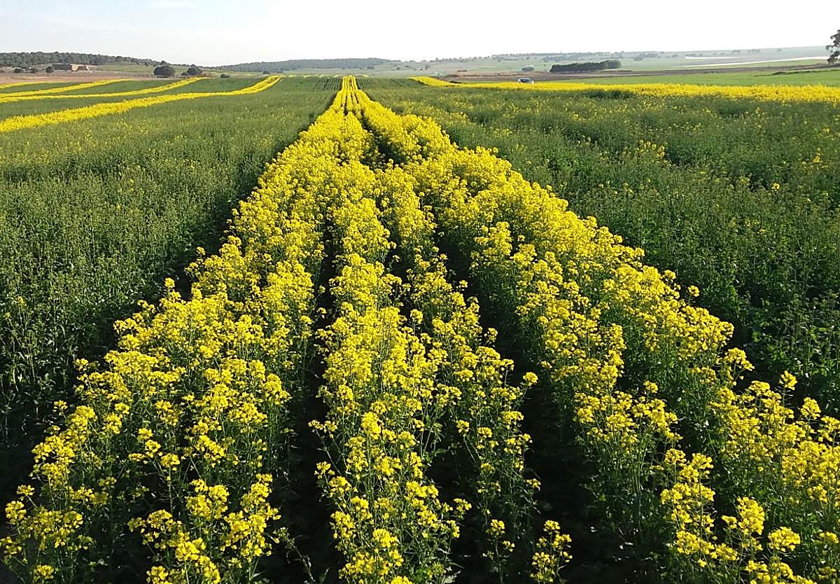 Vista de uno de los campos de producción de Semillas LG, la marca de colza más sembrada en Europa por 5º año consecutivo.