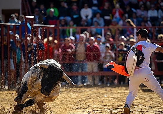 Un joven cita a un toro en las fiestas de Paredes de Nava.