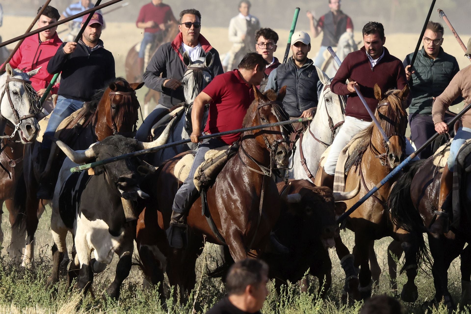Las imágenes del encierro de este sábado en Medina del Campo