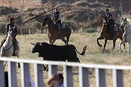 Las imágenes del encierro de este sábado en Medina del Campo