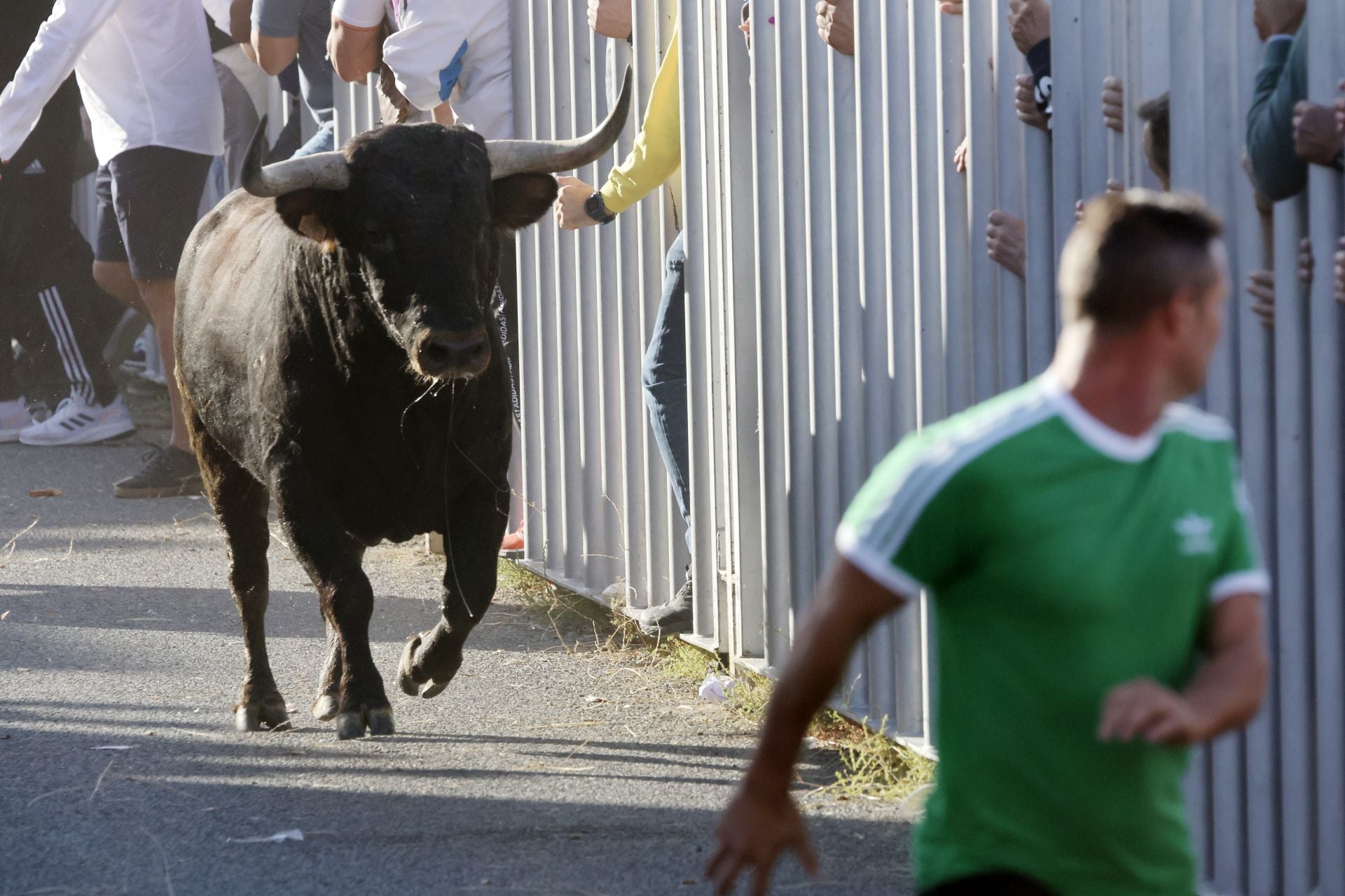 Las imágenes del encierro de este sábado en Medina del Campo