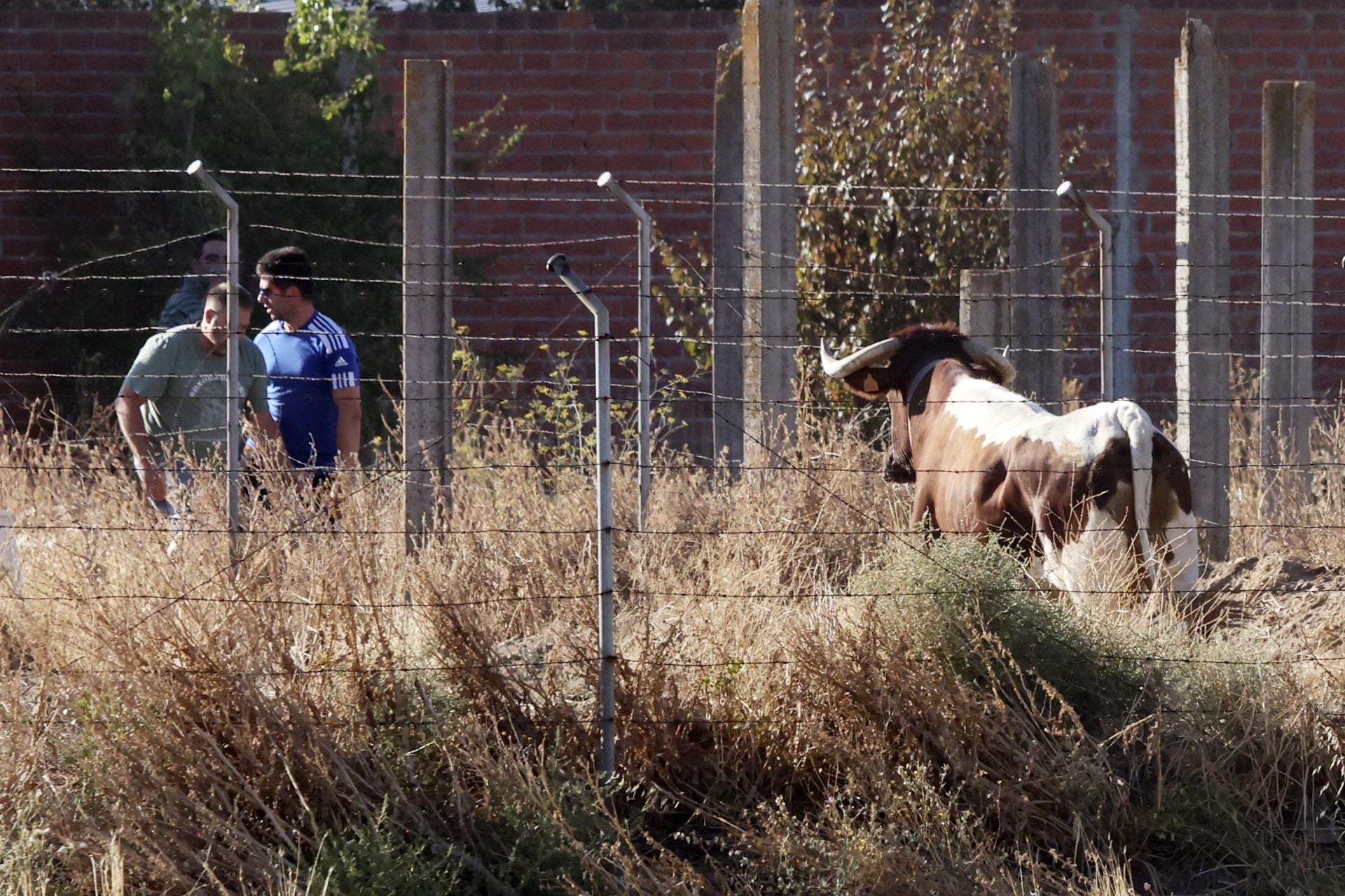 Las imágenes del encierro de este sábado en Medina del Campo