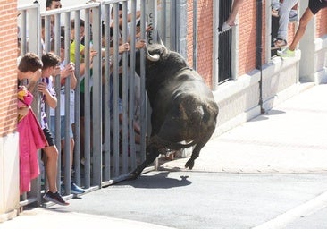 Un corneado en Portillo y emocionantes carreras en Nava del Rey