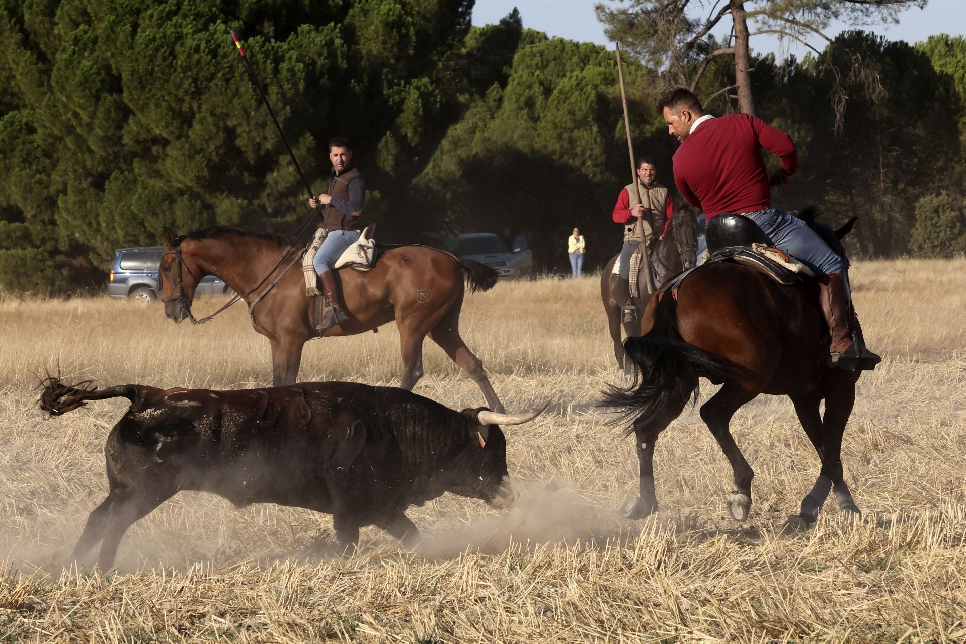 Las imágenes del encierro de este sábado en Medina del Campo