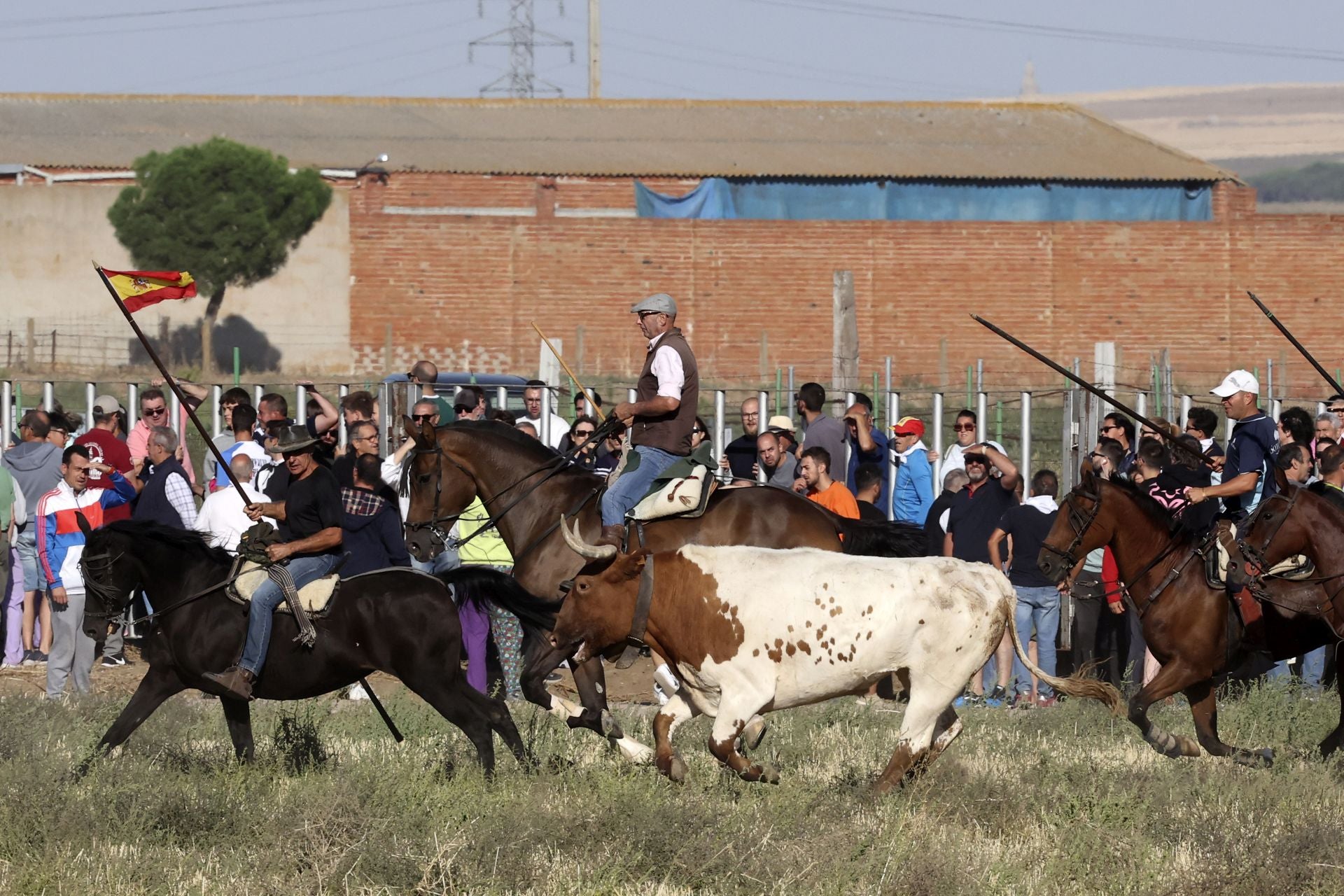 Las imágenes del encierro de este sábado en Medina del Campo