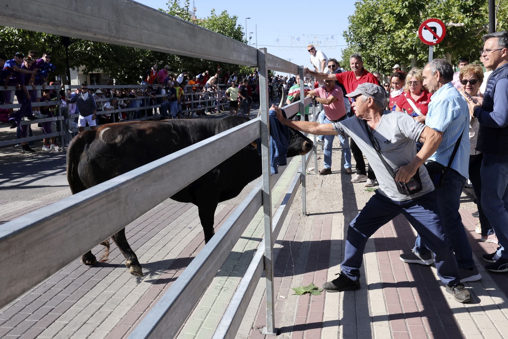 Las imágenes del encierro de este sábado en Medina del Campo