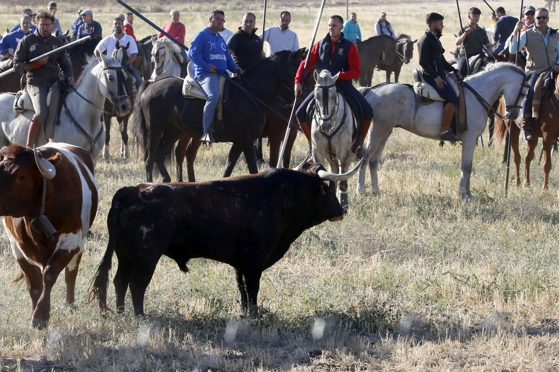 Las imágenes del encierro de este sábado en Medina del Campo