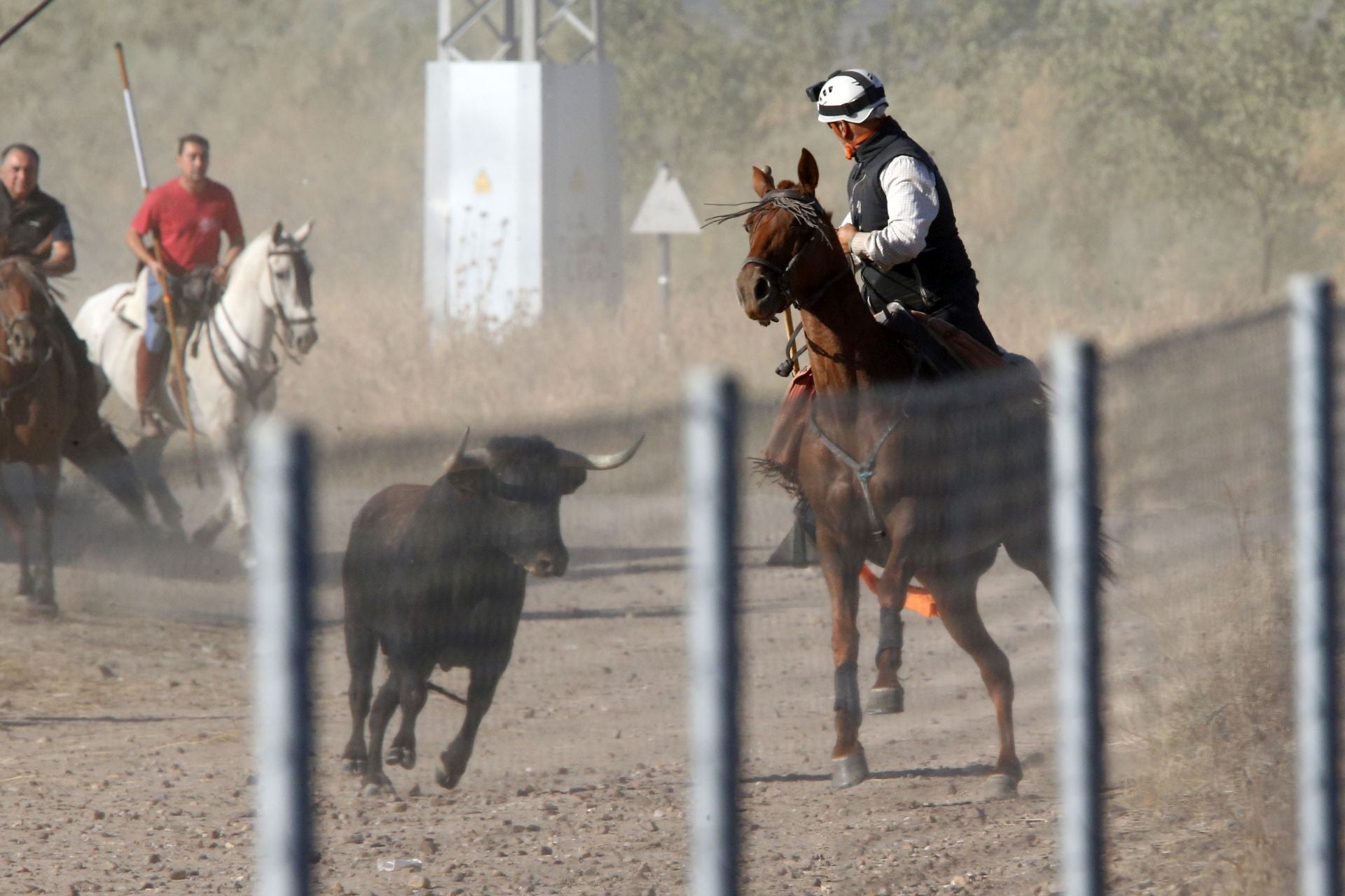 Las imágenes del encierro de este sábado en Medina del Campo