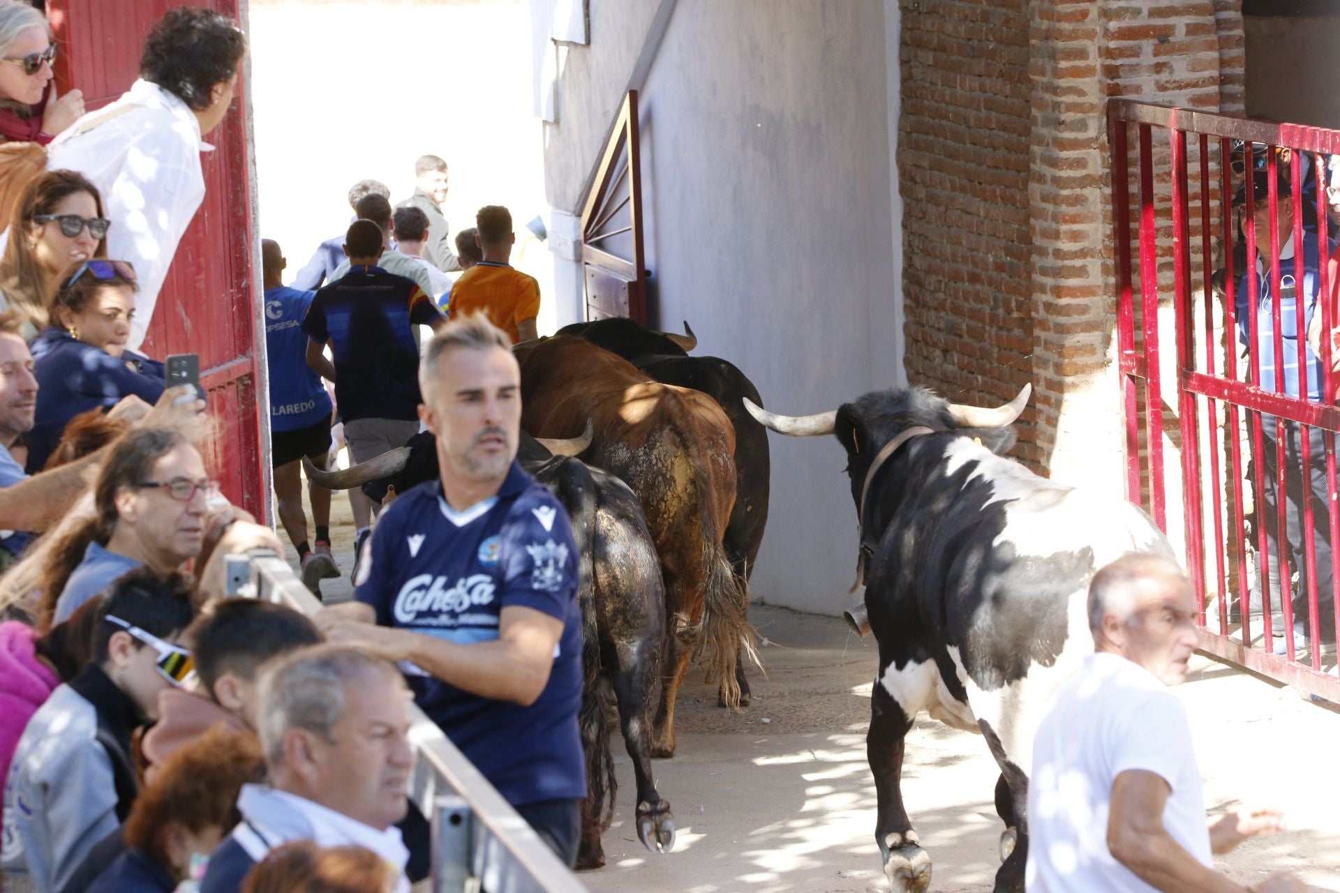 Las imágenes del encierro de este sábado en Medina del Campo