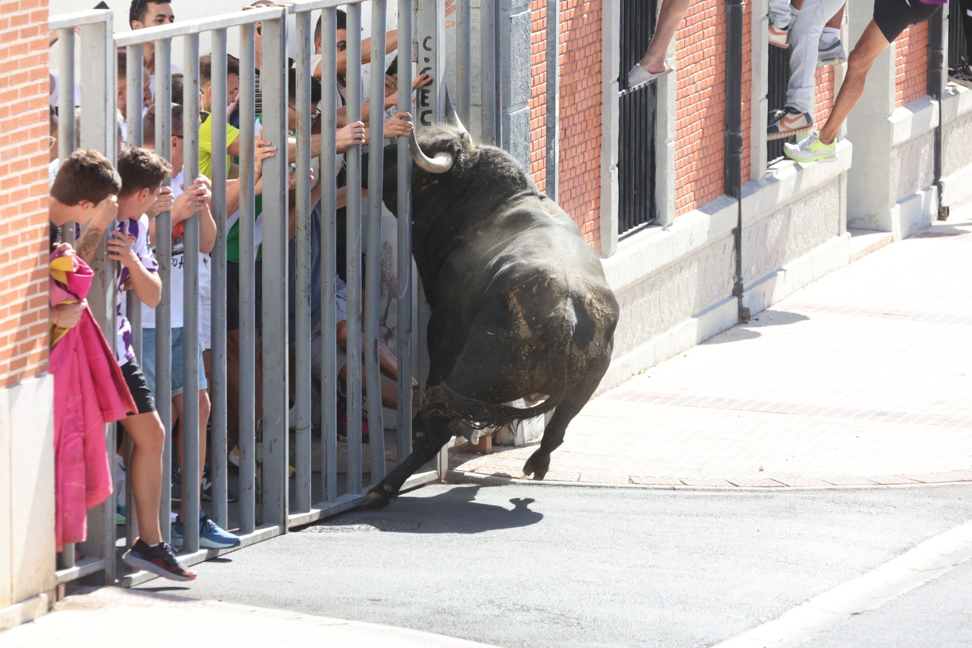 La fotos del encierro urbano en las fiestas de Nava del Rey 2025