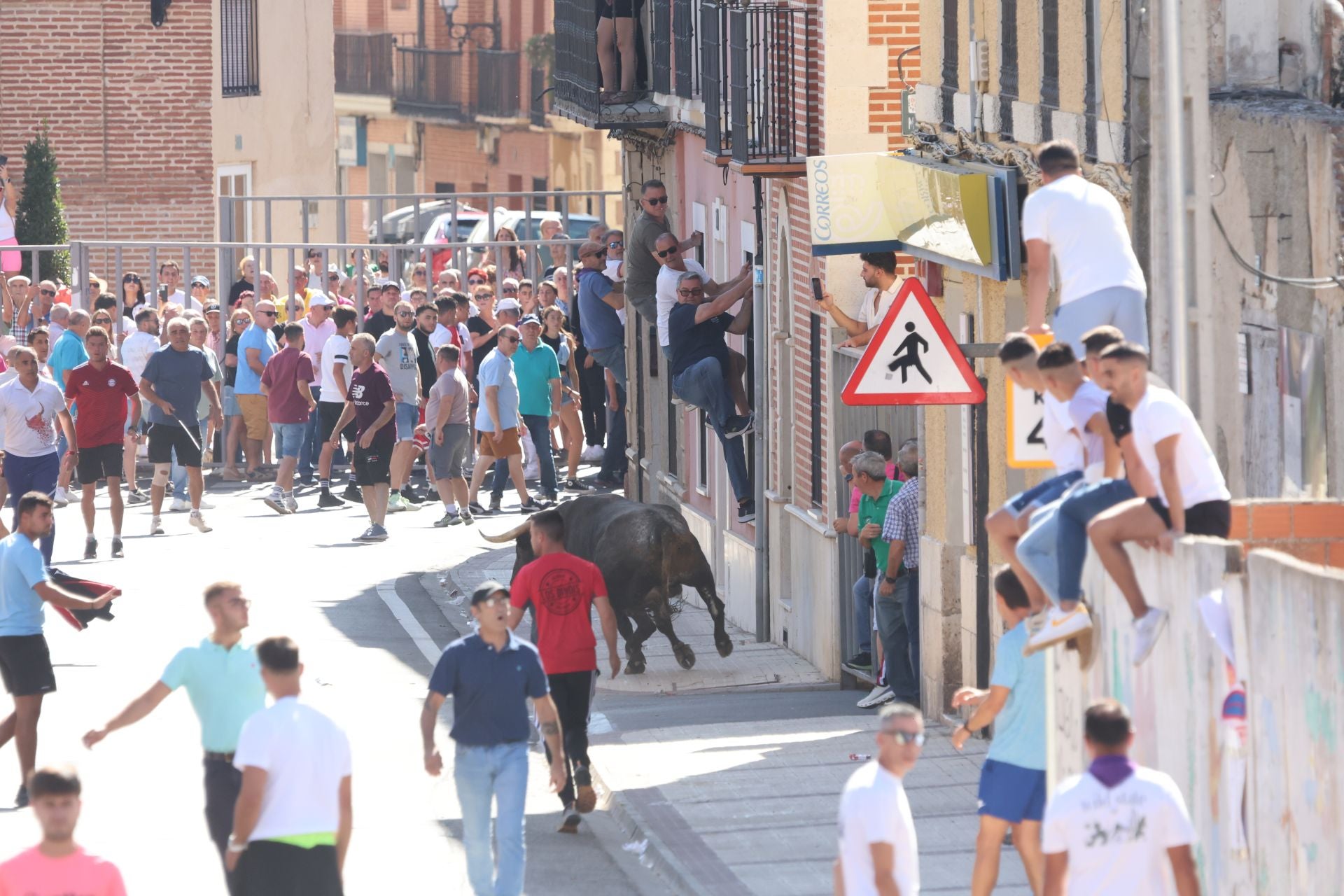 La fotos del encierro urbano en las fiestas de Nava del Rey 2025
