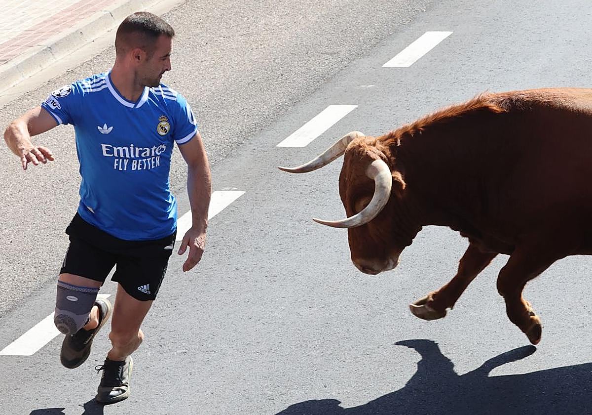 La fotos del encierro urbano en las fiestas de Nava del Rey 2025
